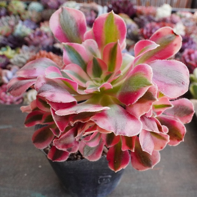 お正月SALE！　斑入り【ピンクウィッチ 1】韓国多肉　人気　アエオニウム