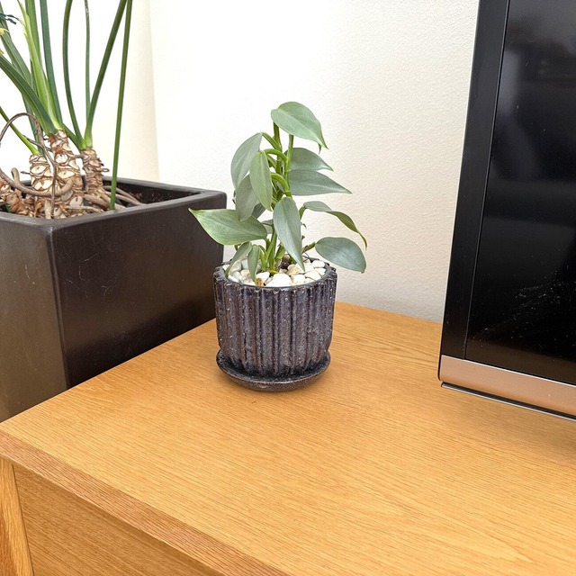 フィロデンドロン・シルバーメタル