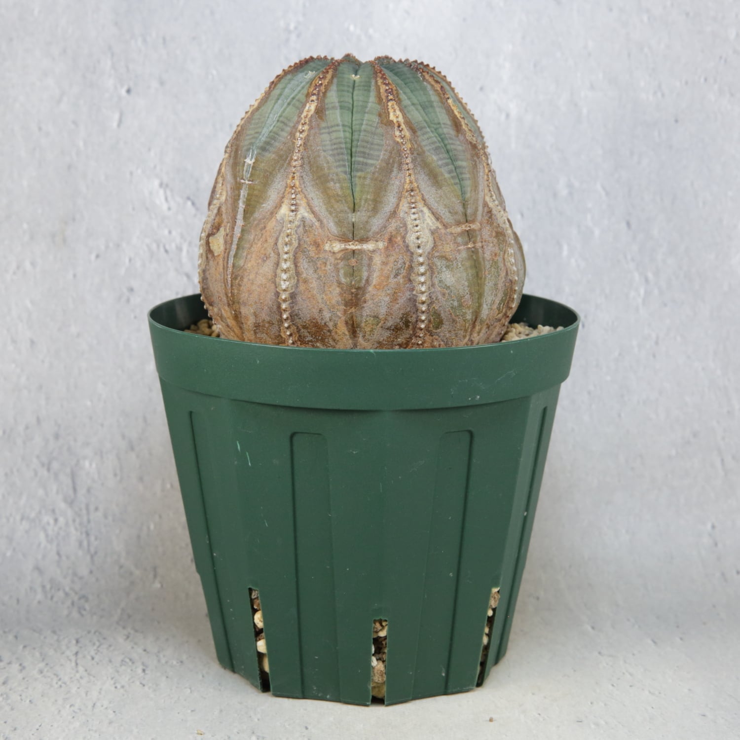 超厳選株】超大株 9.15cm 捻じれ 超まん丸 オベサ / 美模様 木質化