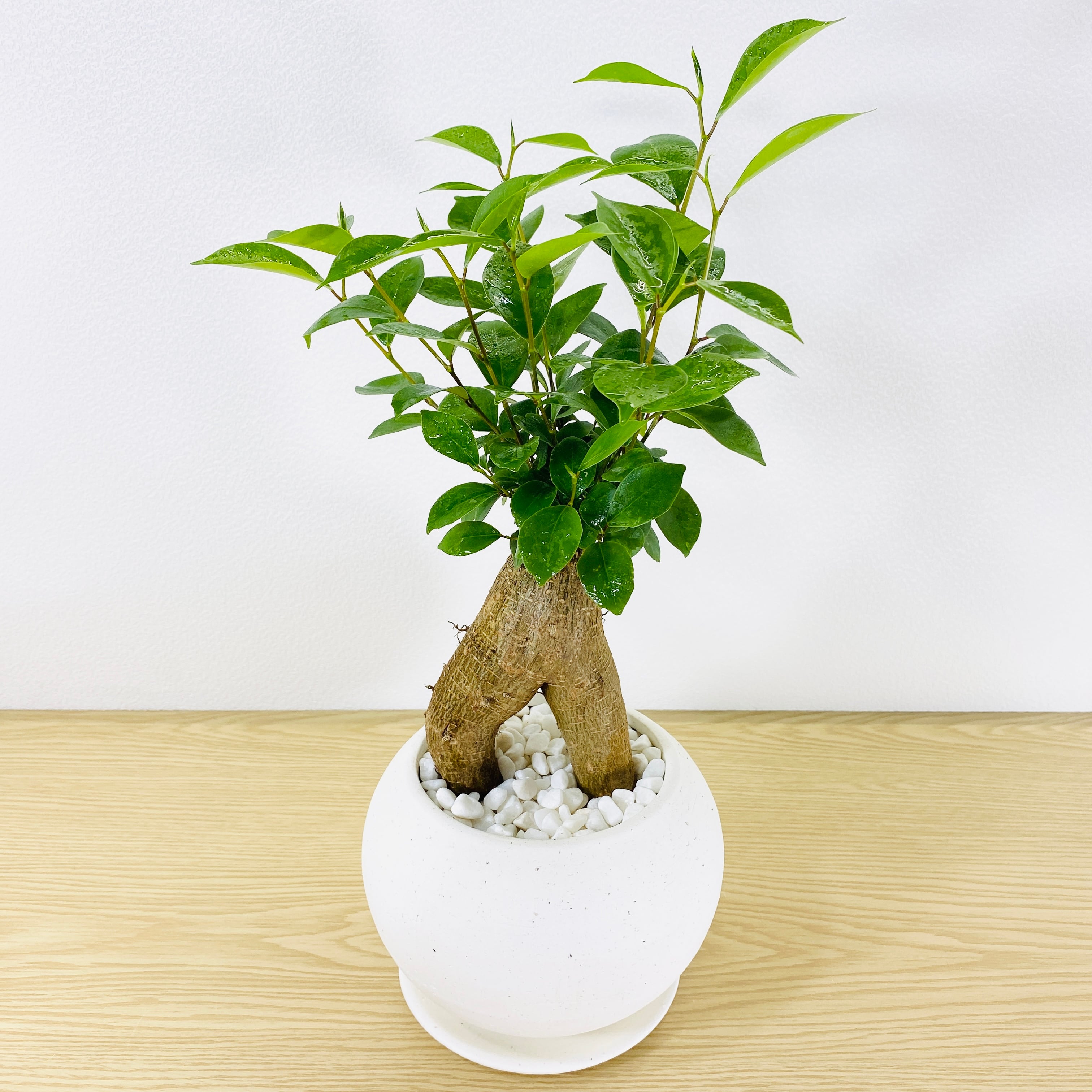 ガジュマル・多幸の木 [観葉植物・1点もの] ボリュームがかなり