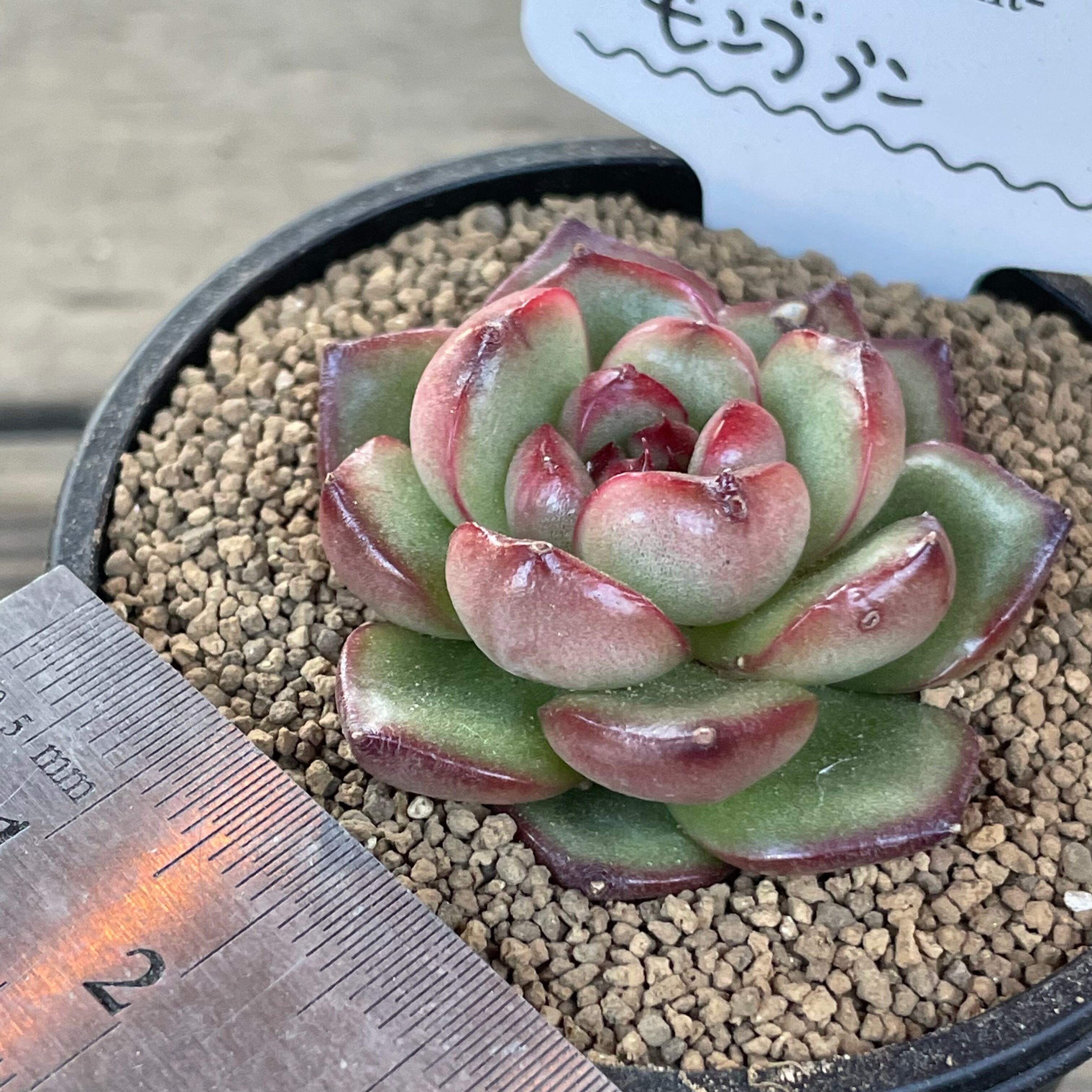 多肉植物　モンブラン 楽天市場】【当店農場生産】◎多肉植物 エケベリア モンブラン