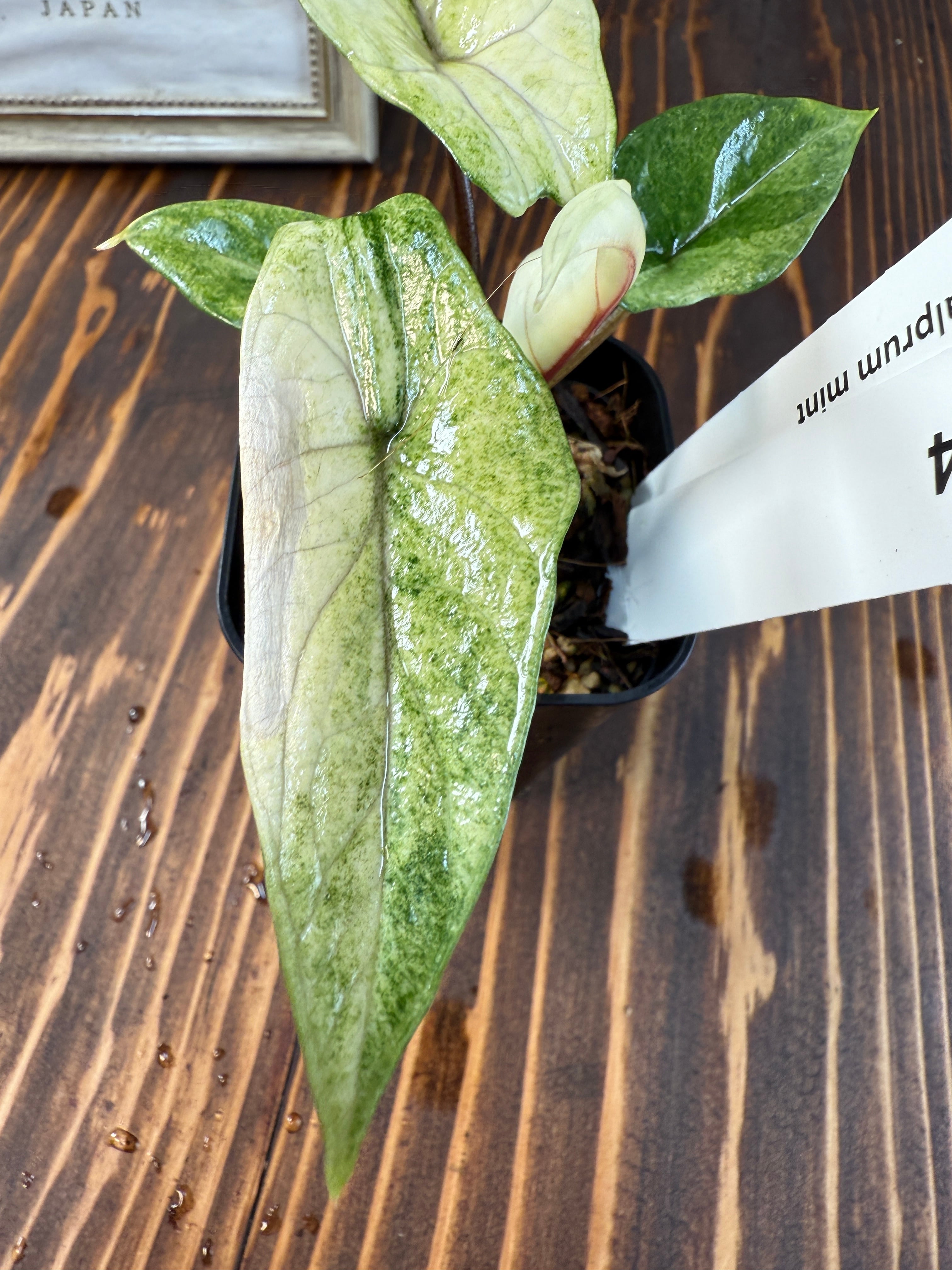 ☆1884【希少種】アロカシア スカルプラム ミント（2.5号ロング硬質