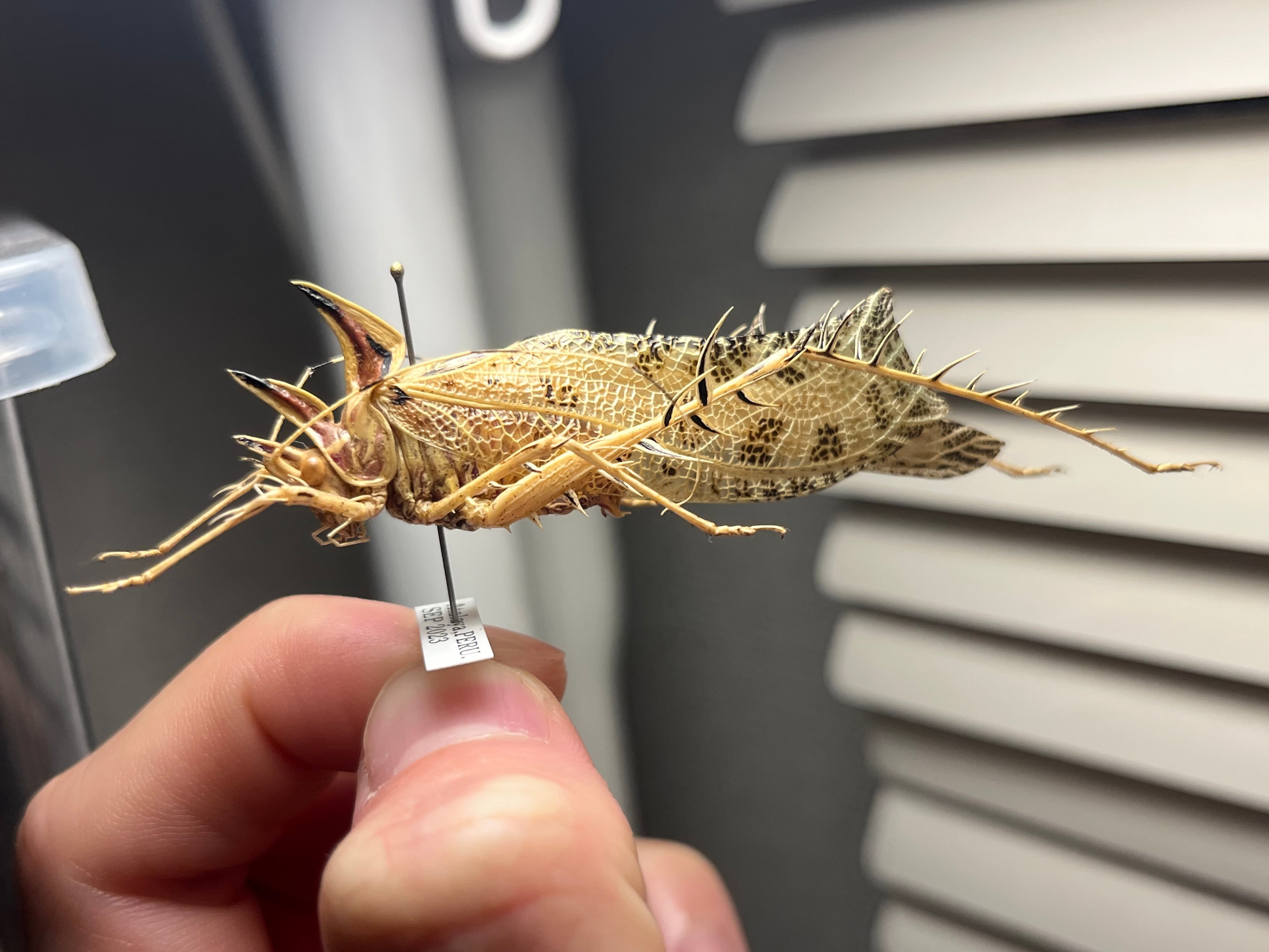 サルオガセギスキリギリスカマドウマバッタ直翅類コロギスリオック