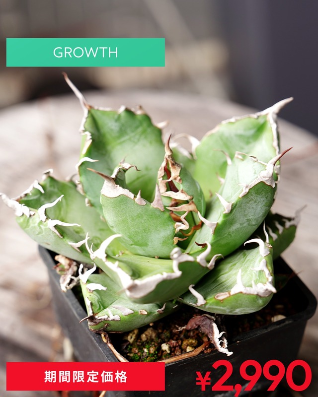 発根済カット苗 魔丸 Agave titanota 'Mamaru'