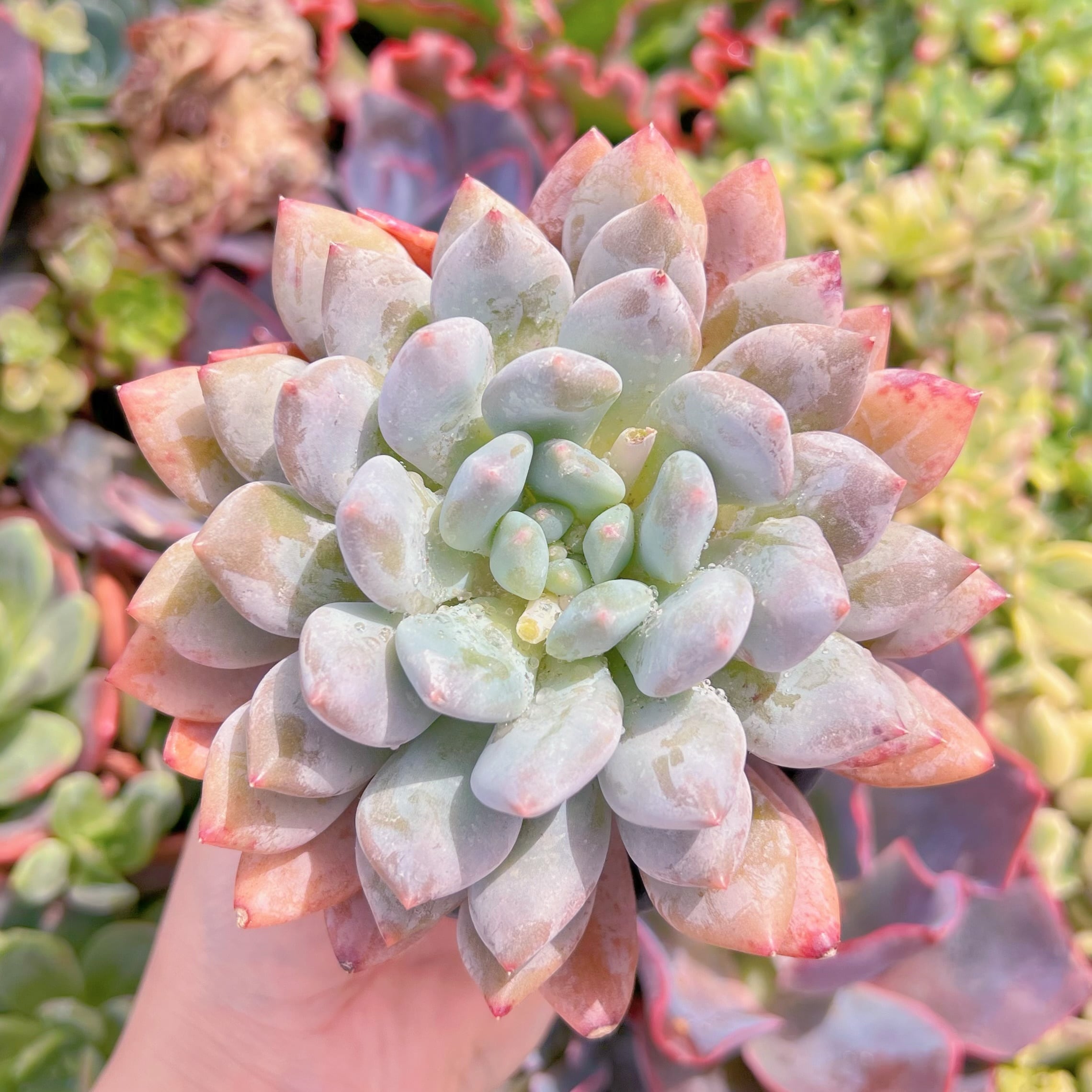 現品　半夏#K411　大苗　古株　るる農園