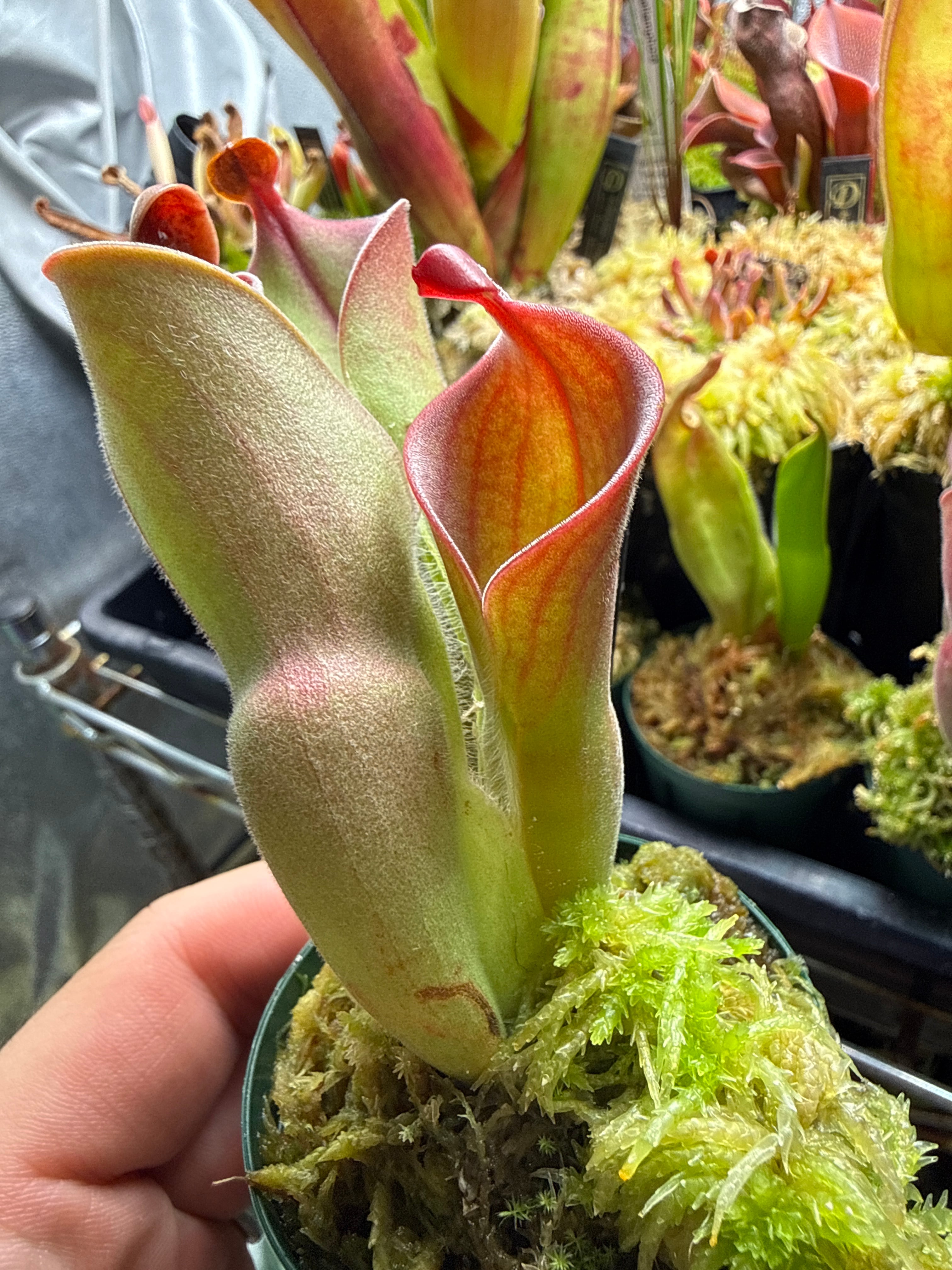 Cephalotus folicularis seedling of Hummer's Giant 06 BCP