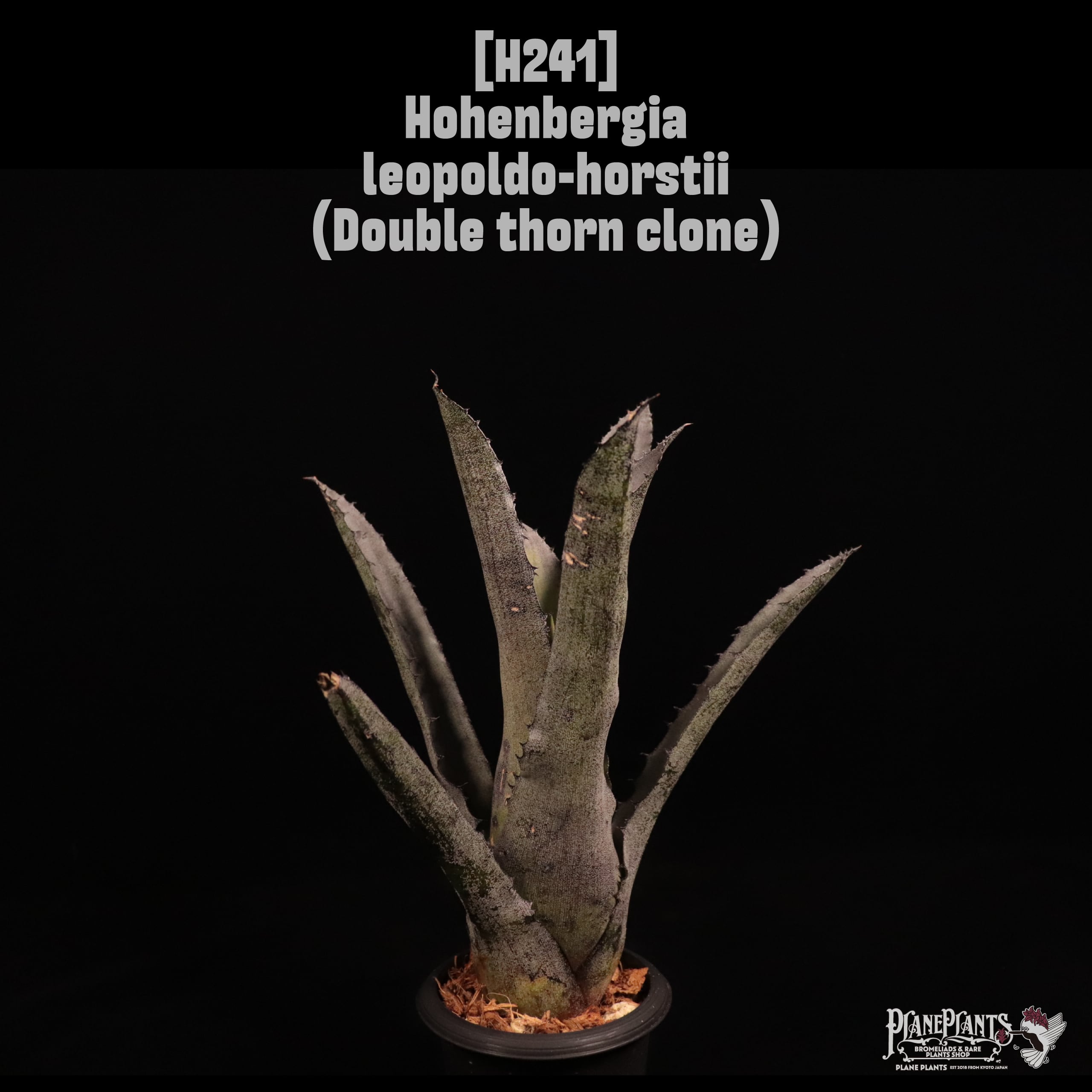 Hohenbergia leopoldo-horstii (Double thorn clone)〔ホヘンベルギア〕H241