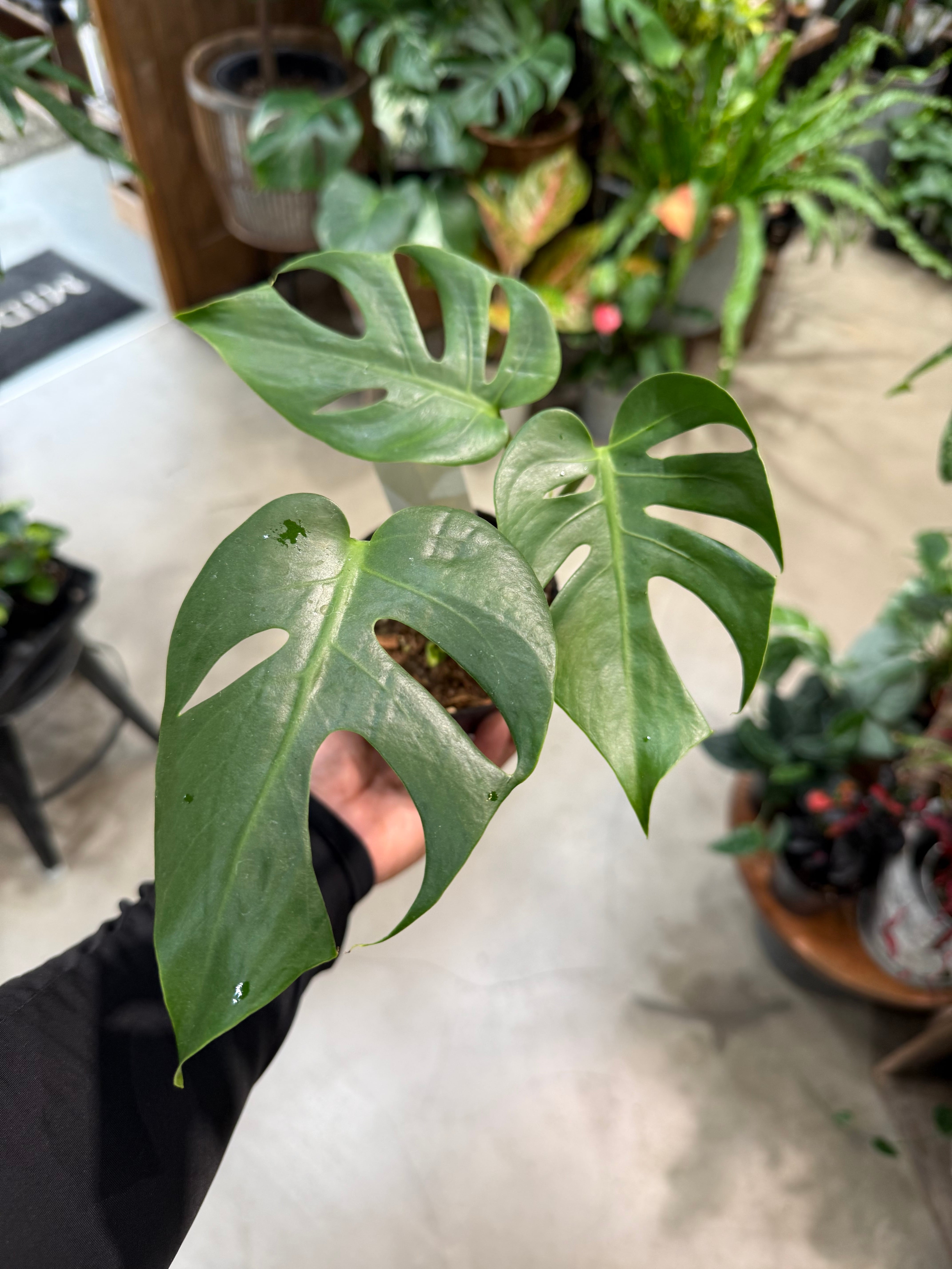 ホヤ グヌンガディン ゴースト | MIDORIYA 観葉植物専門店