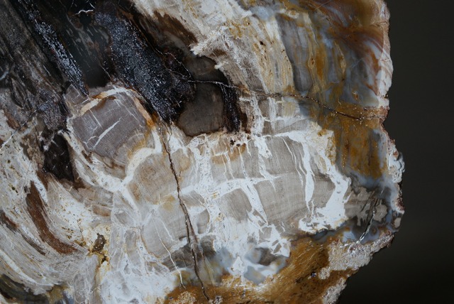 マダガスカル産ペトリファイドウッド Araucarioxylon 1172