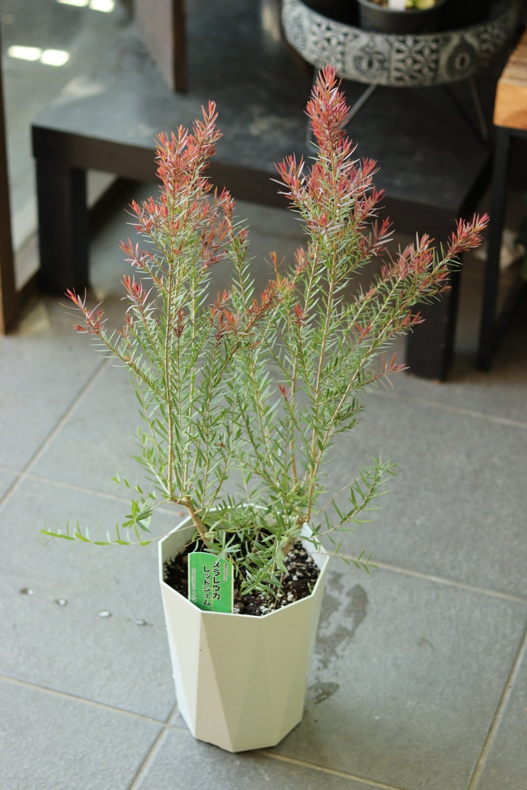 シンボルツリーに❤︎メラレウカ【レッドジェム】 メラレウカ レッドジェム 陶器鉢植え 大きめ苗 シンボルツリー