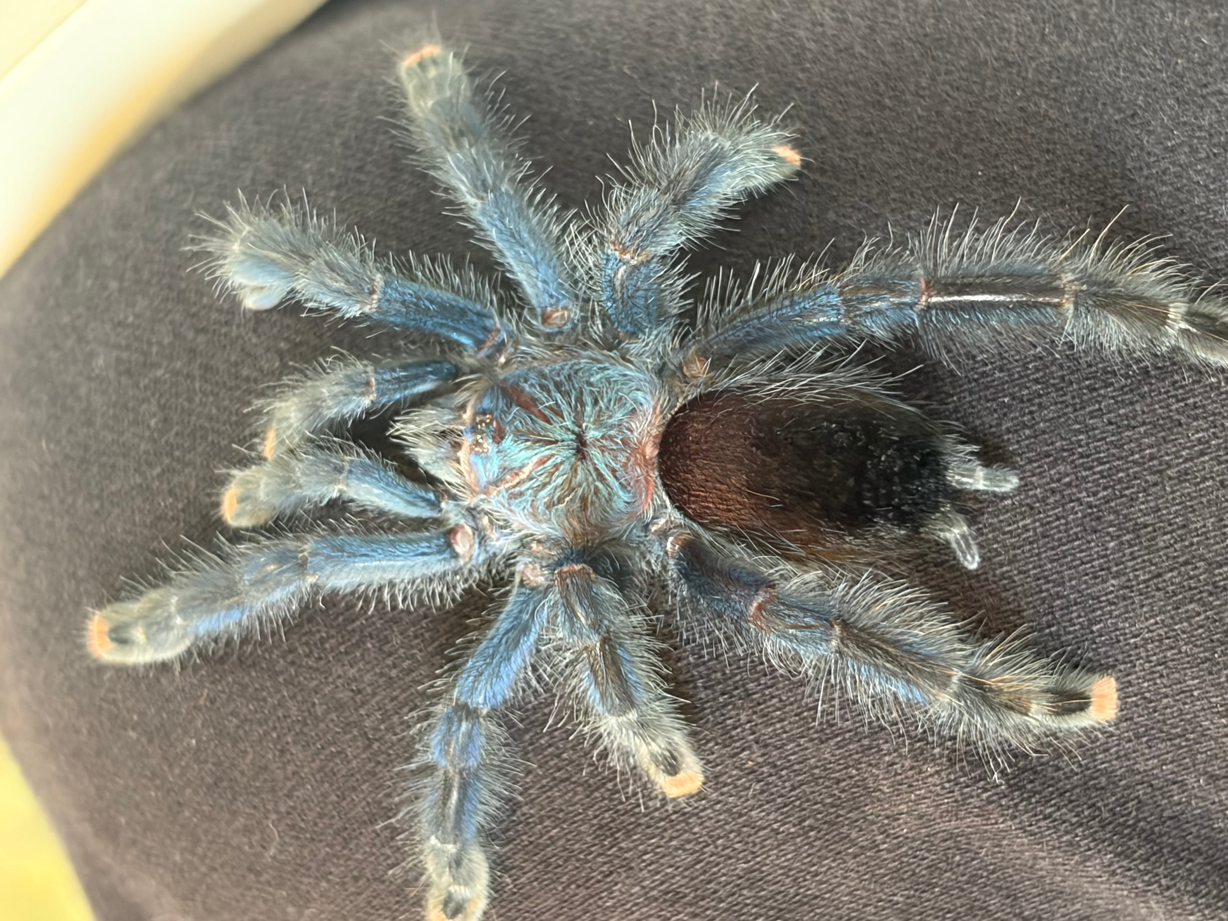 多分♀】ブラジリアンブルーピンクトゥタランチュラ ツリースパイダー