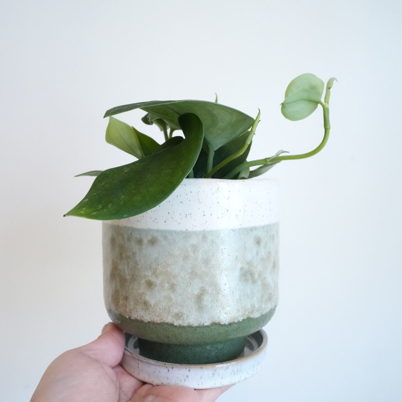送料込み】観葉植物 スキンダプサス ダークグリーン4号サイズ 陶器鉢