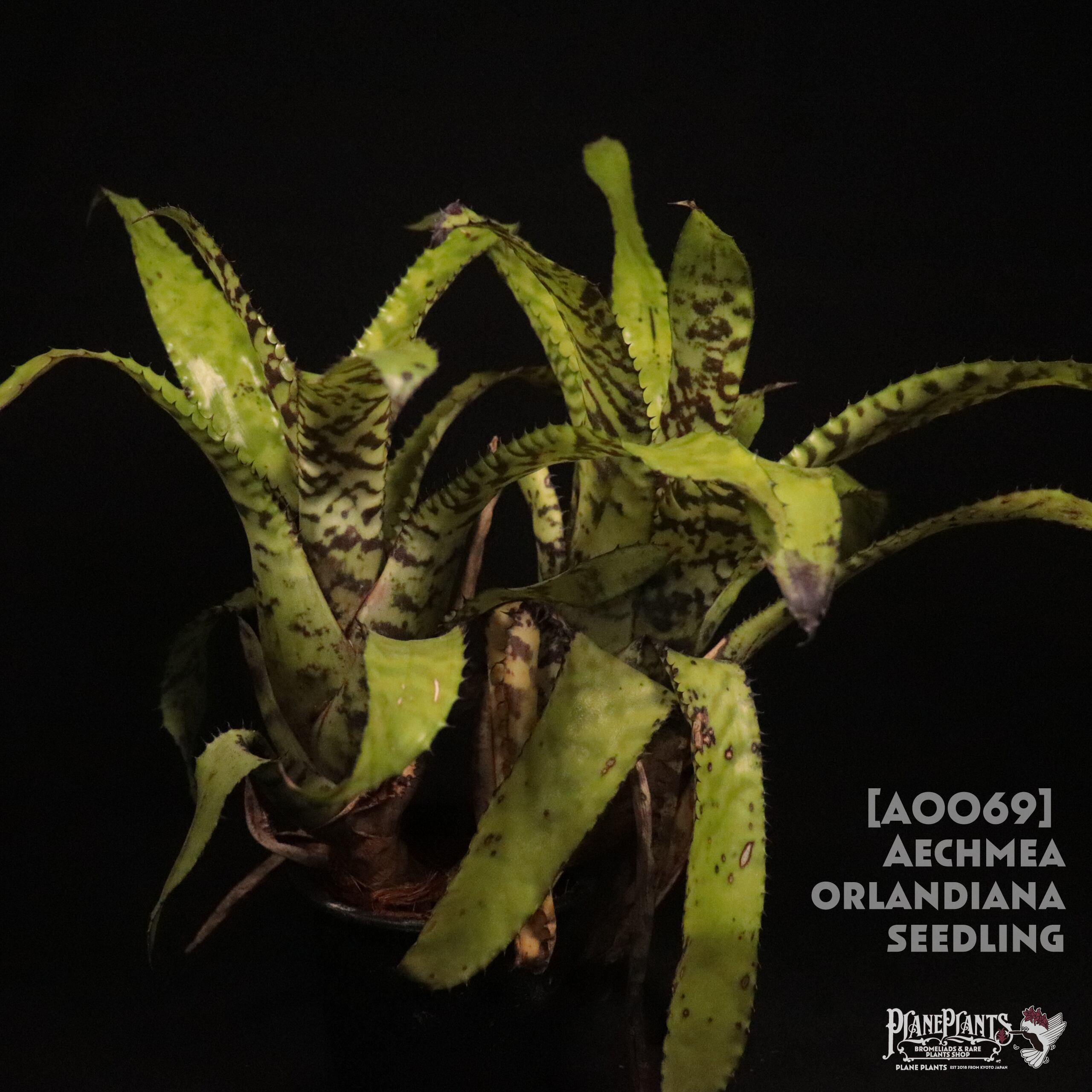 d39fcc25a6b3b0445d5f6146dc7724