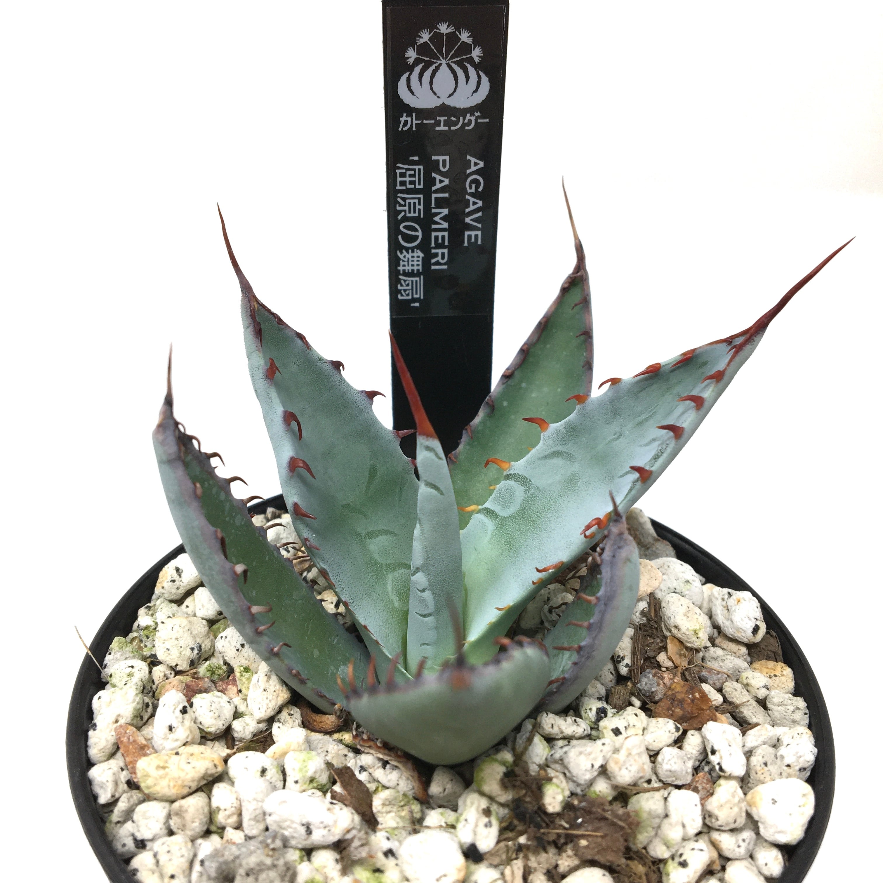 アガベ　屈原の舞扇錦　極上縞斑子株！ アガベ 屈原の舞扇錦 極美縞班