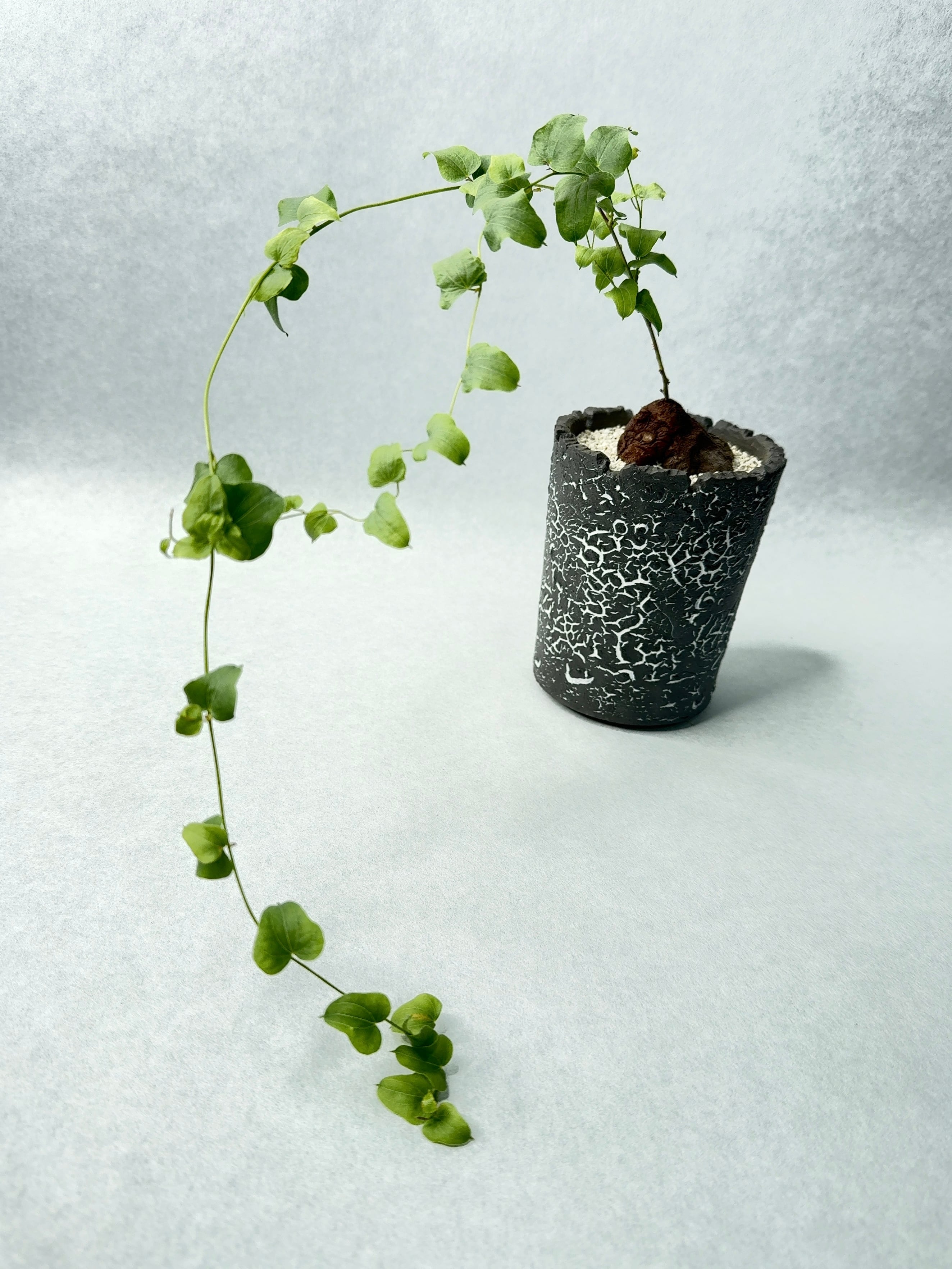 ○MKB ディオスコレア シルバチカ 活着済み 塊根植物 実生株 多肉植物