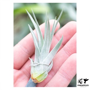 Tillandsia stricta var. albifolia (White Flower)