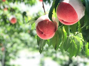 山梨県産 桃 3kg箱（7～11玉）朝採り 産地直送