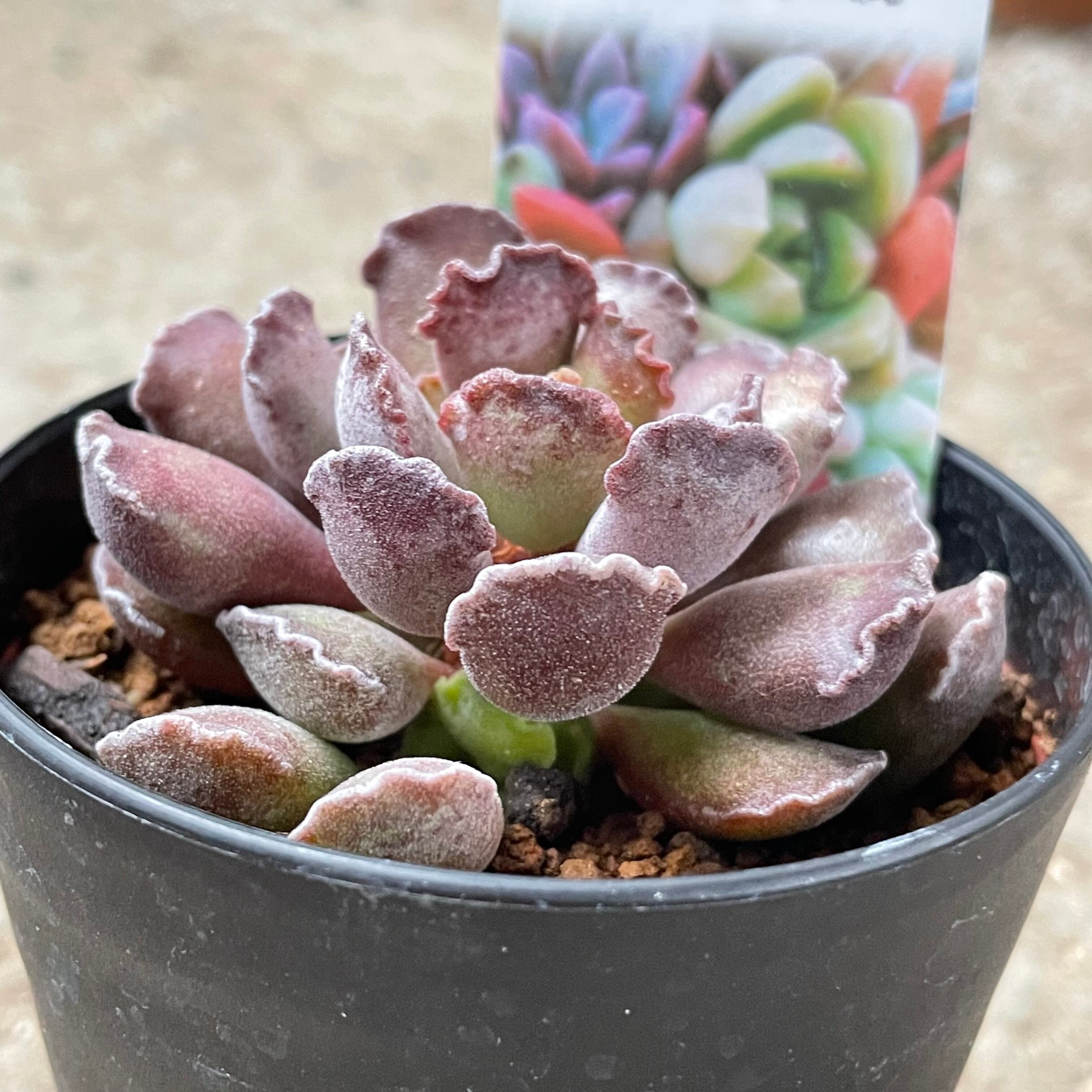 多肉植物楊貴妃糊斑極上斑 ハオルチア オリジナルオブツーサ錦 多肉植物楊貴妃糊斑極上斑 ハオルチア オリジナルオブツーサ錦