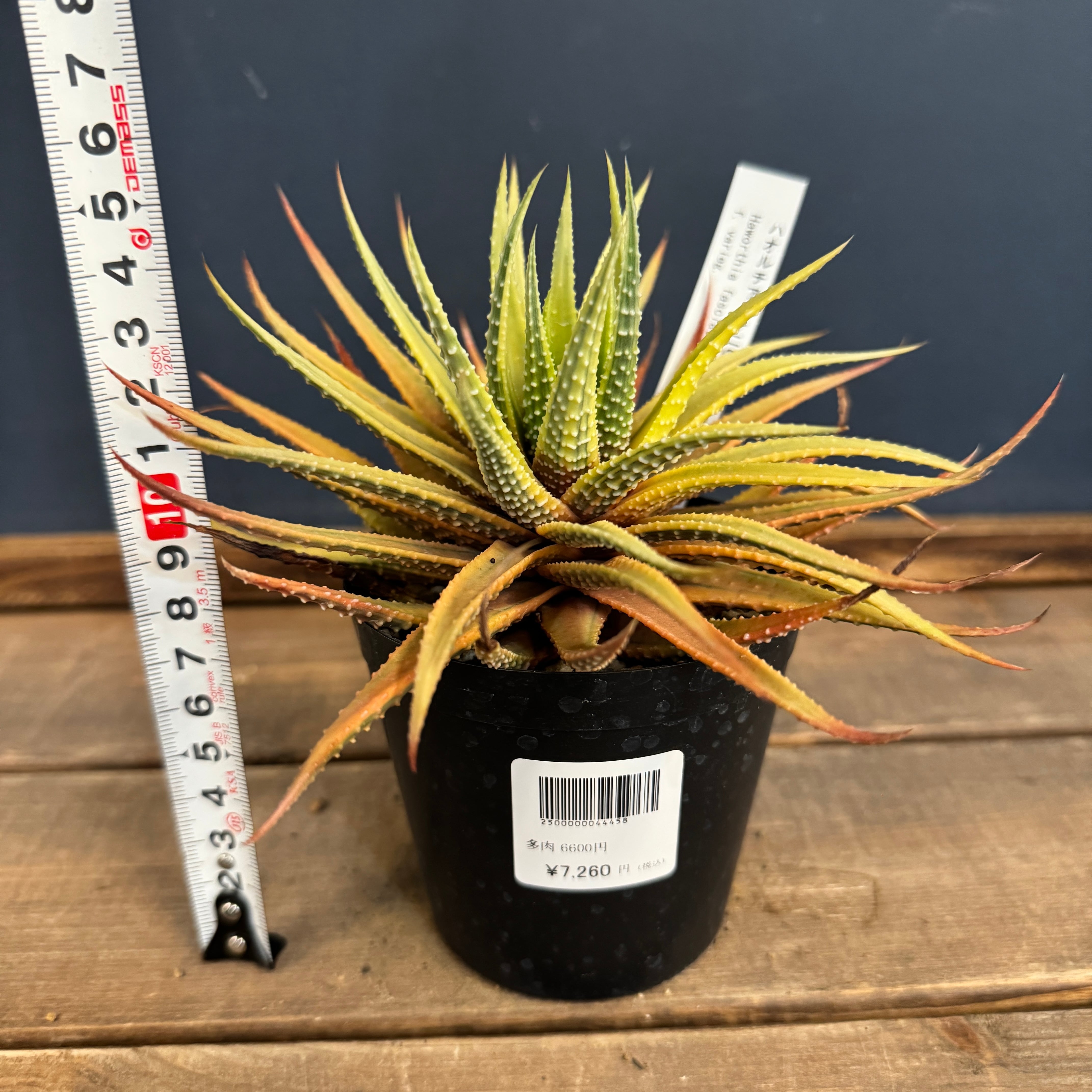 葉模様　鼈甲　約15cm ハオルチア 十二の巻 斑入り【990】 | PROTOLEAF プロトリーフ