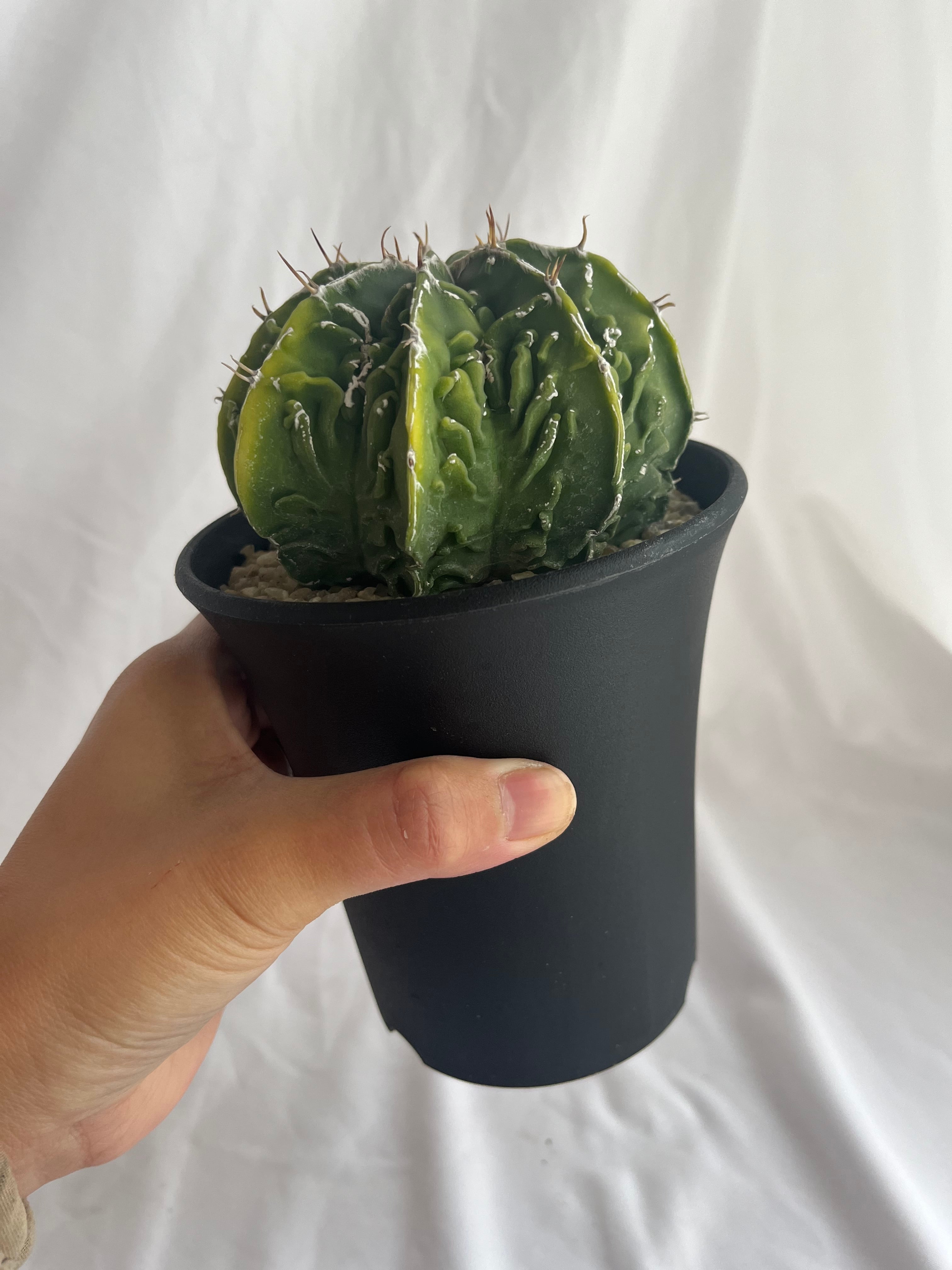 Astrophytum myriostigma アストロフィツム 複隆ヘキラン 複隆 Astrophytum myriostigma アストロフィツム 複隆ヘキラン 複隆