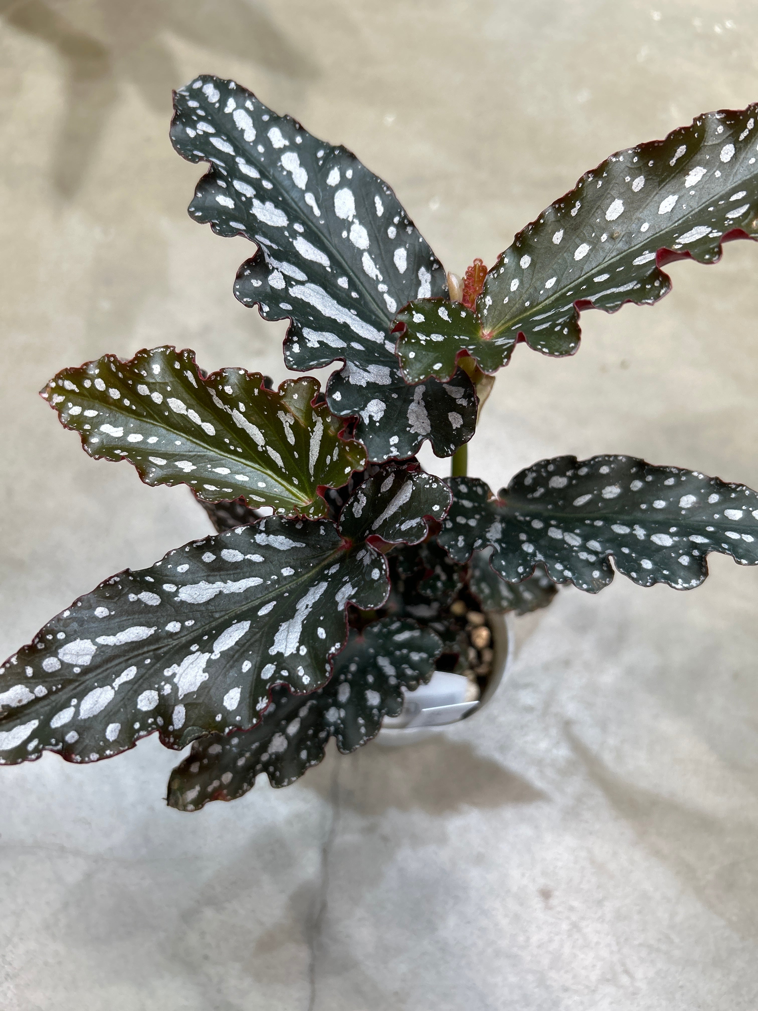 モンステラ スケルトン 6号鉢 | MIDORIYA 観葉植物専門店