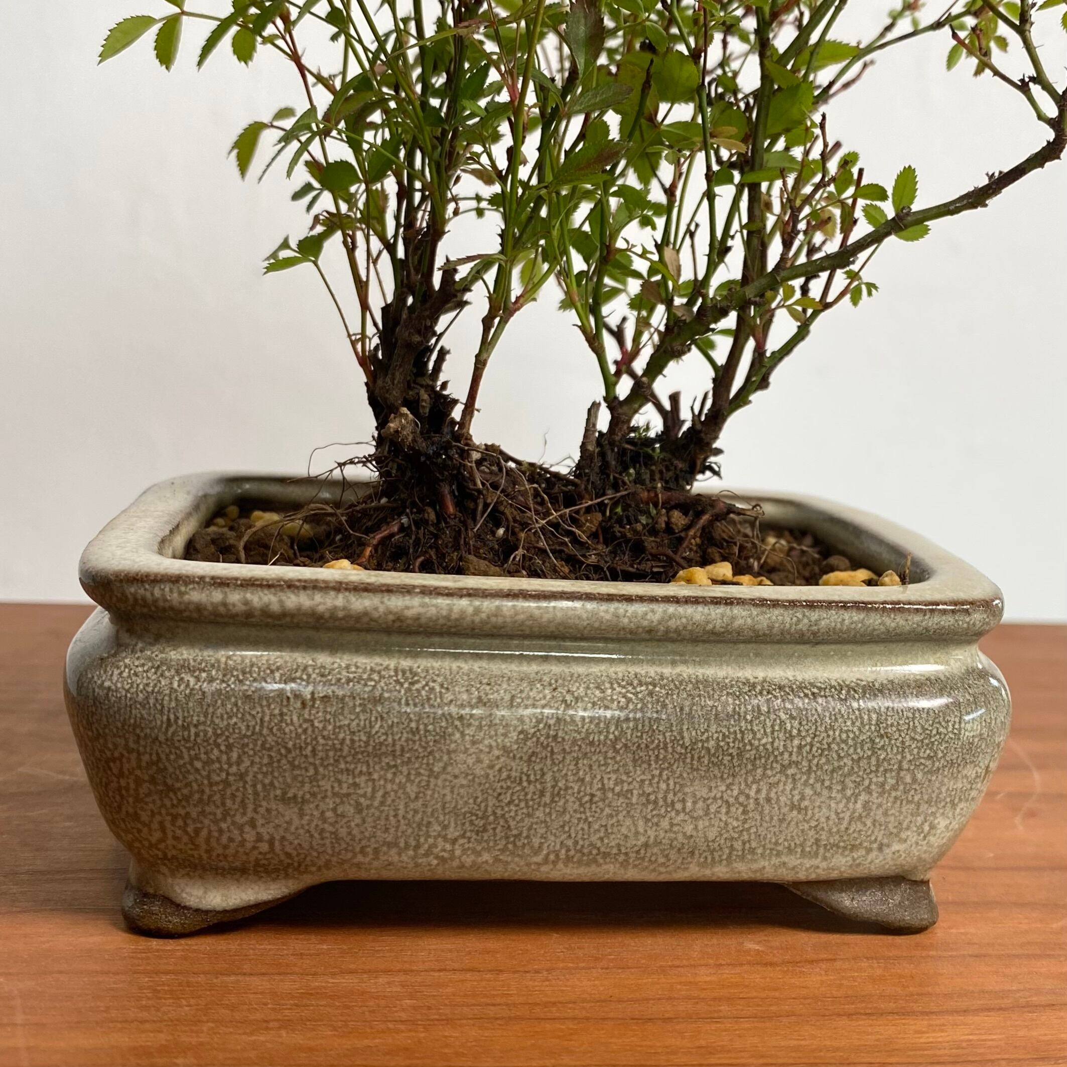 姫乙女 ヒメオトメ（バラのミニ盆栽）白長方鉢｜高さ 約18cm | BONSAI