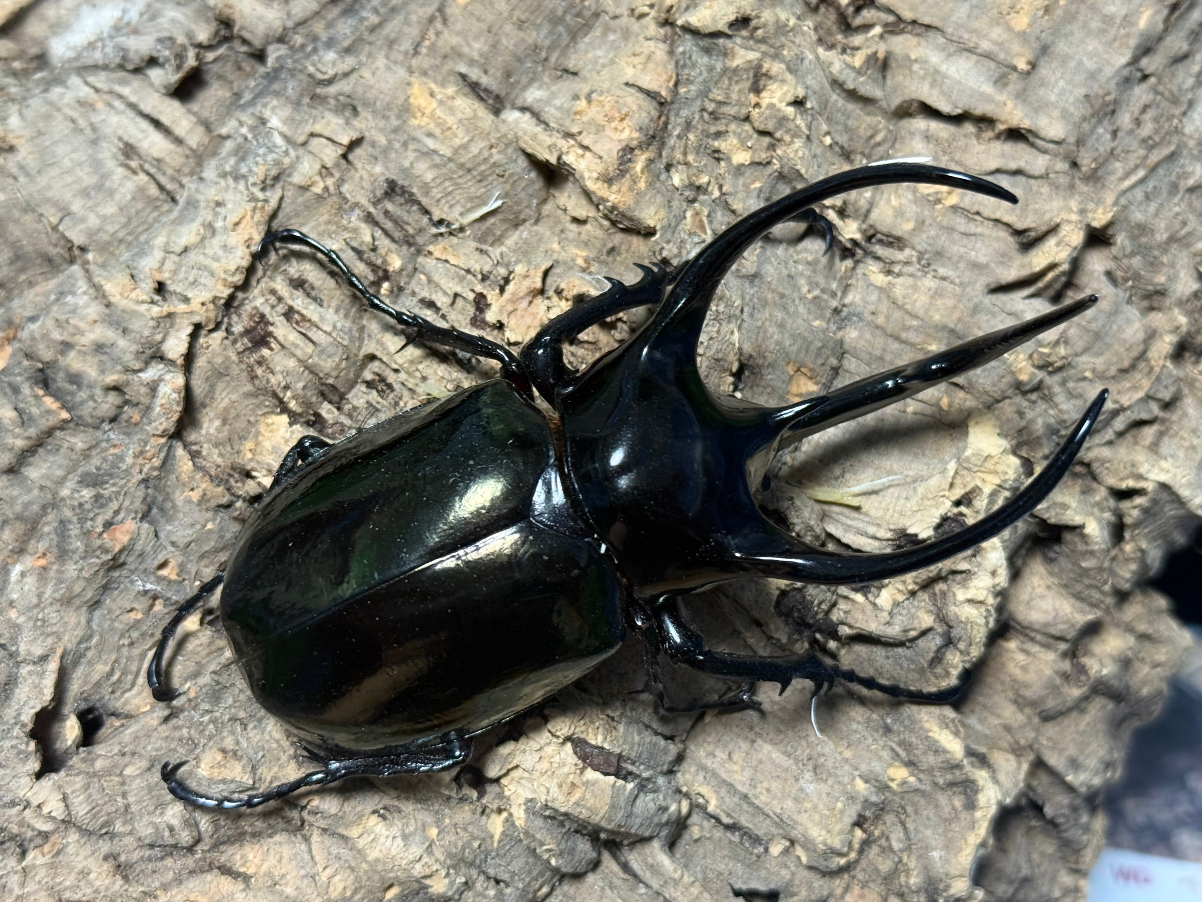 WD タイリクコーカサス ♂110mm ♀57mm ペア | BeetleHouse79