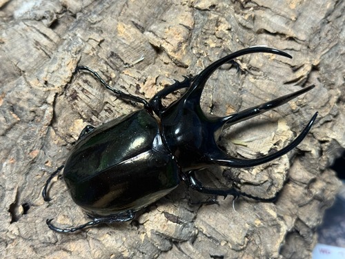 WD タイリクコーカサス　♂110mm ♀57mm  ペア