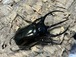 WD タイリクコーカサス　♂110mm ♀57mm  ペア