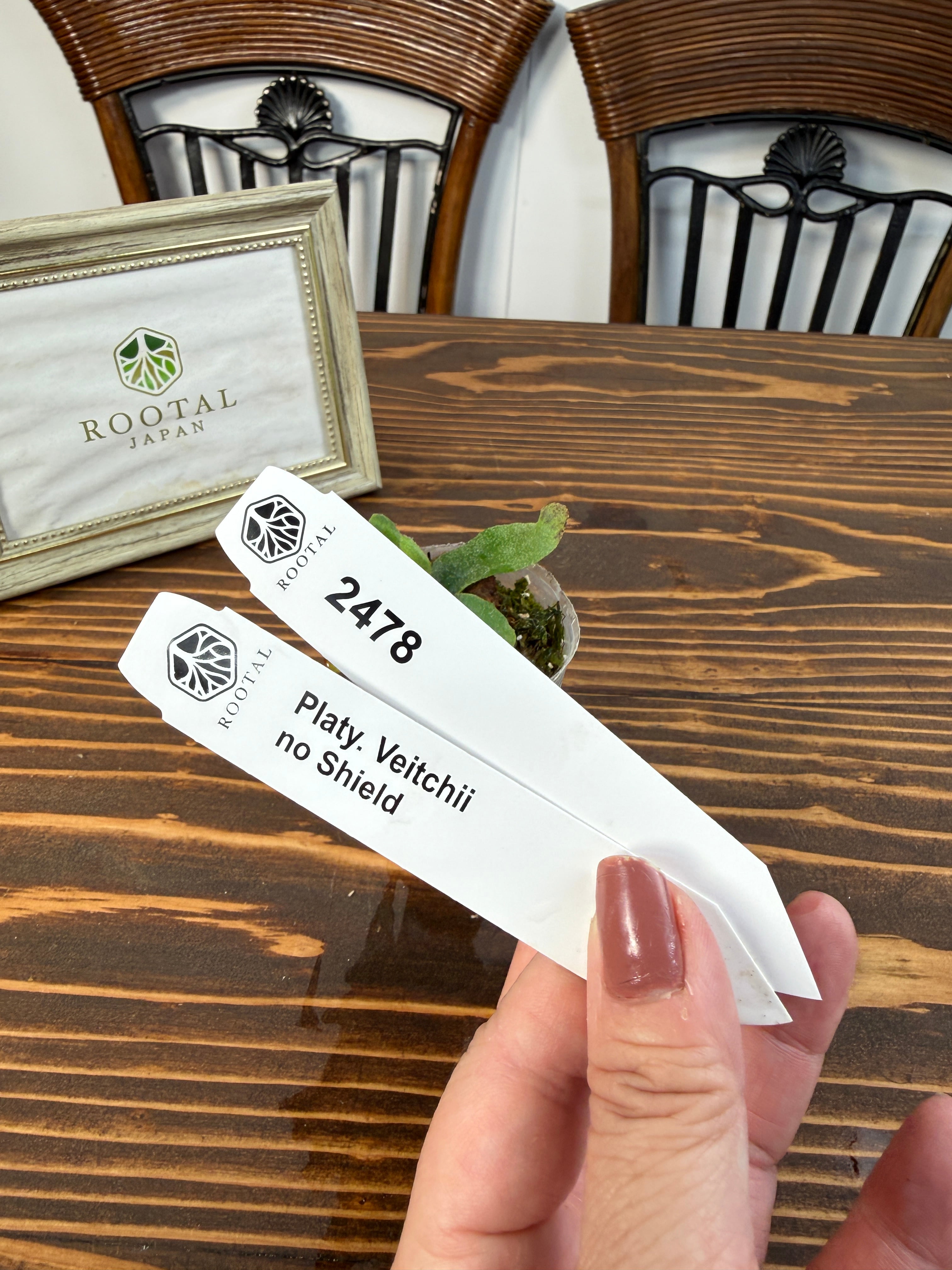 ★2478【異質感、たまらない】ビカクシダ ベイチー ノーシールド(2号ポット)