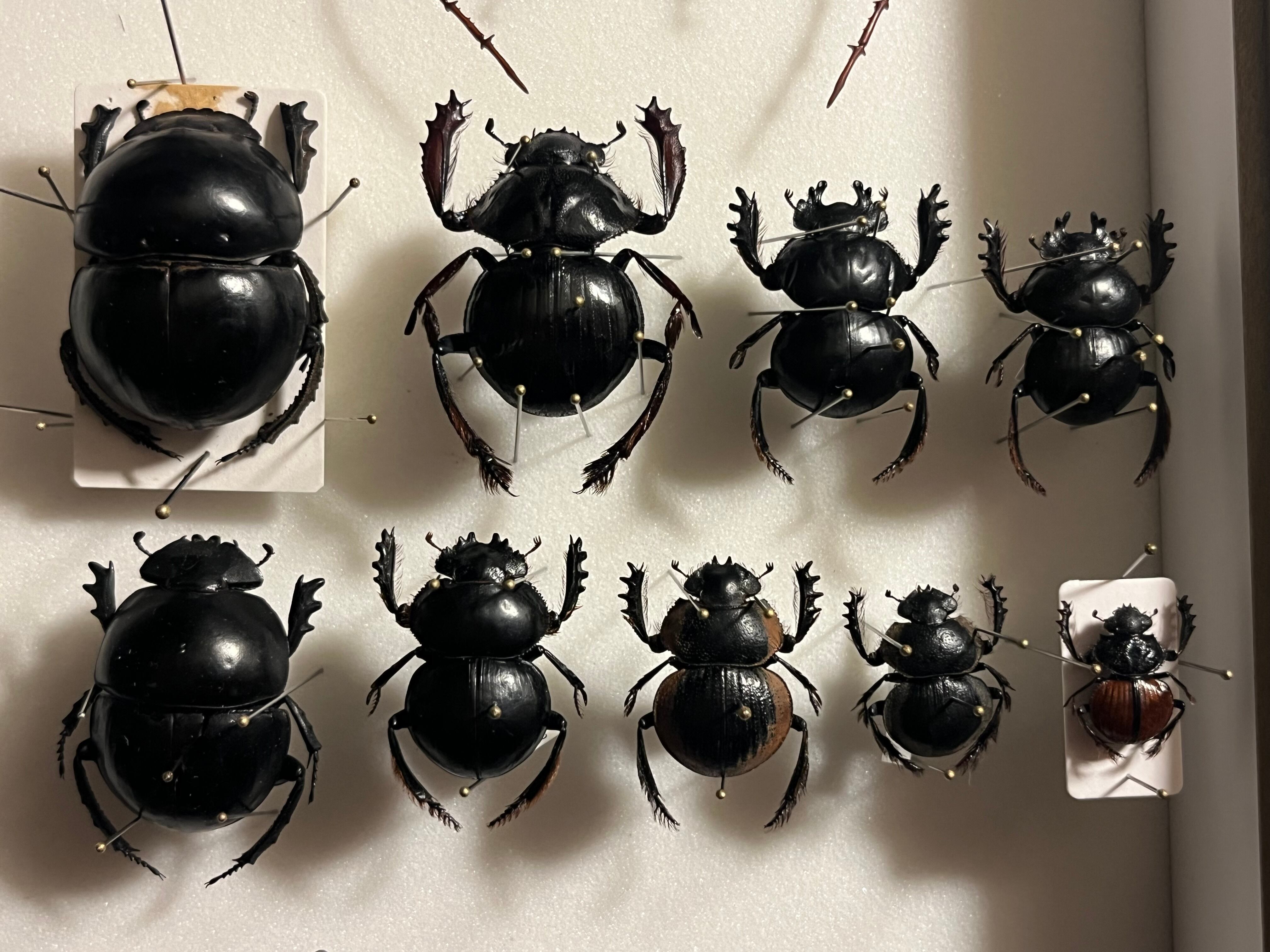 未展足38mm】ピンポンタマオシコガネ 飛べないフンコロガシ オオニジ