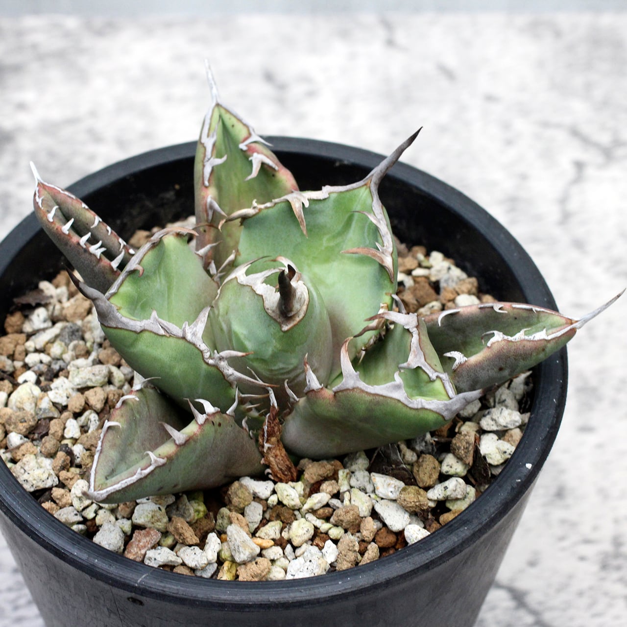 5年保証』 アガベ チタノタ 海豹 管理番号AZ01 植物/観葉植物
