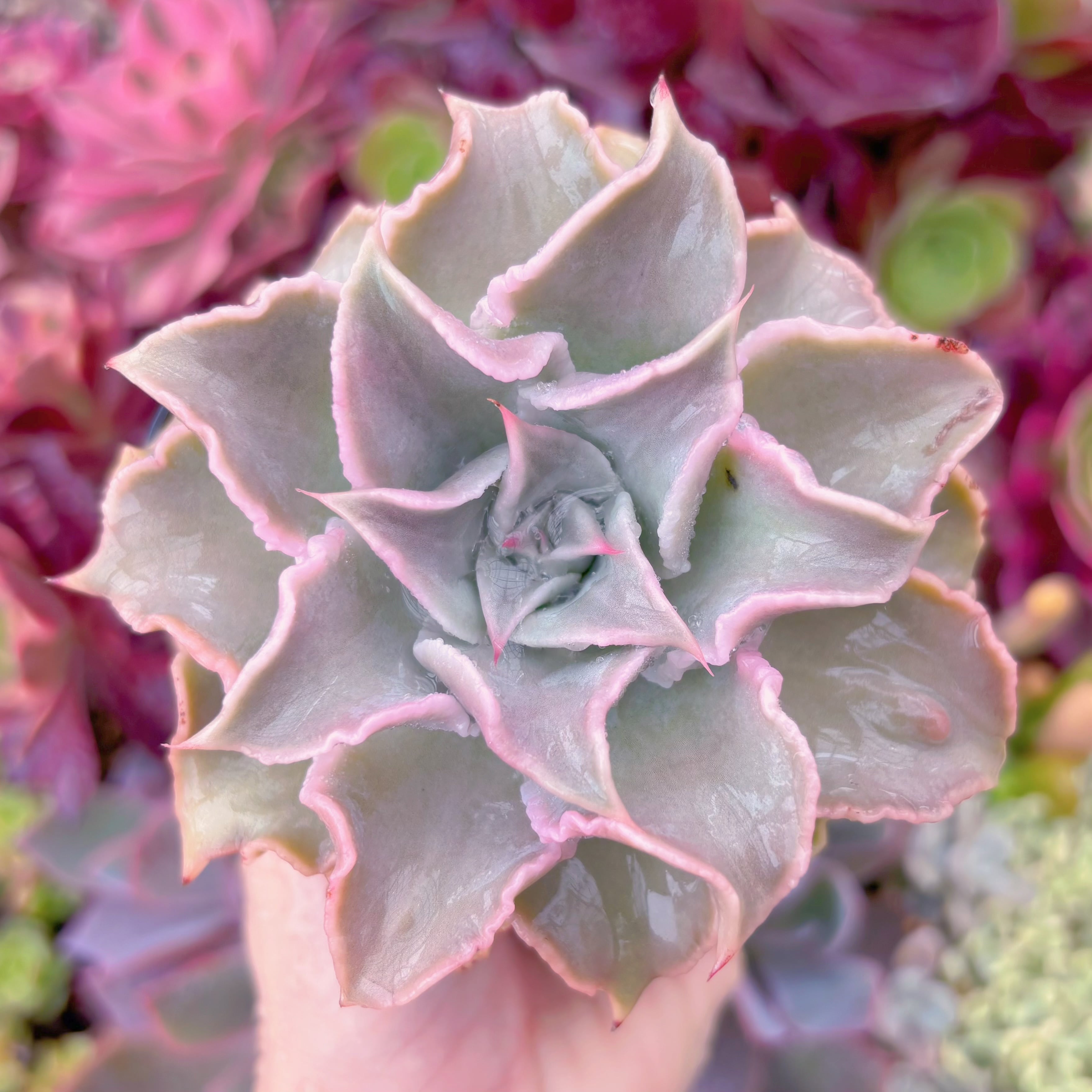 現品　コブマディバ#667　るる農園