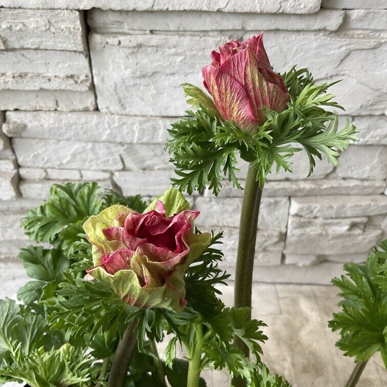 アネモネ ミストラルシリーズ 選べる5種 | 橋本種苗園