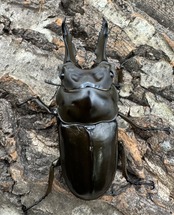 《ババオウゴンオニクワガタ 65mm ペア》