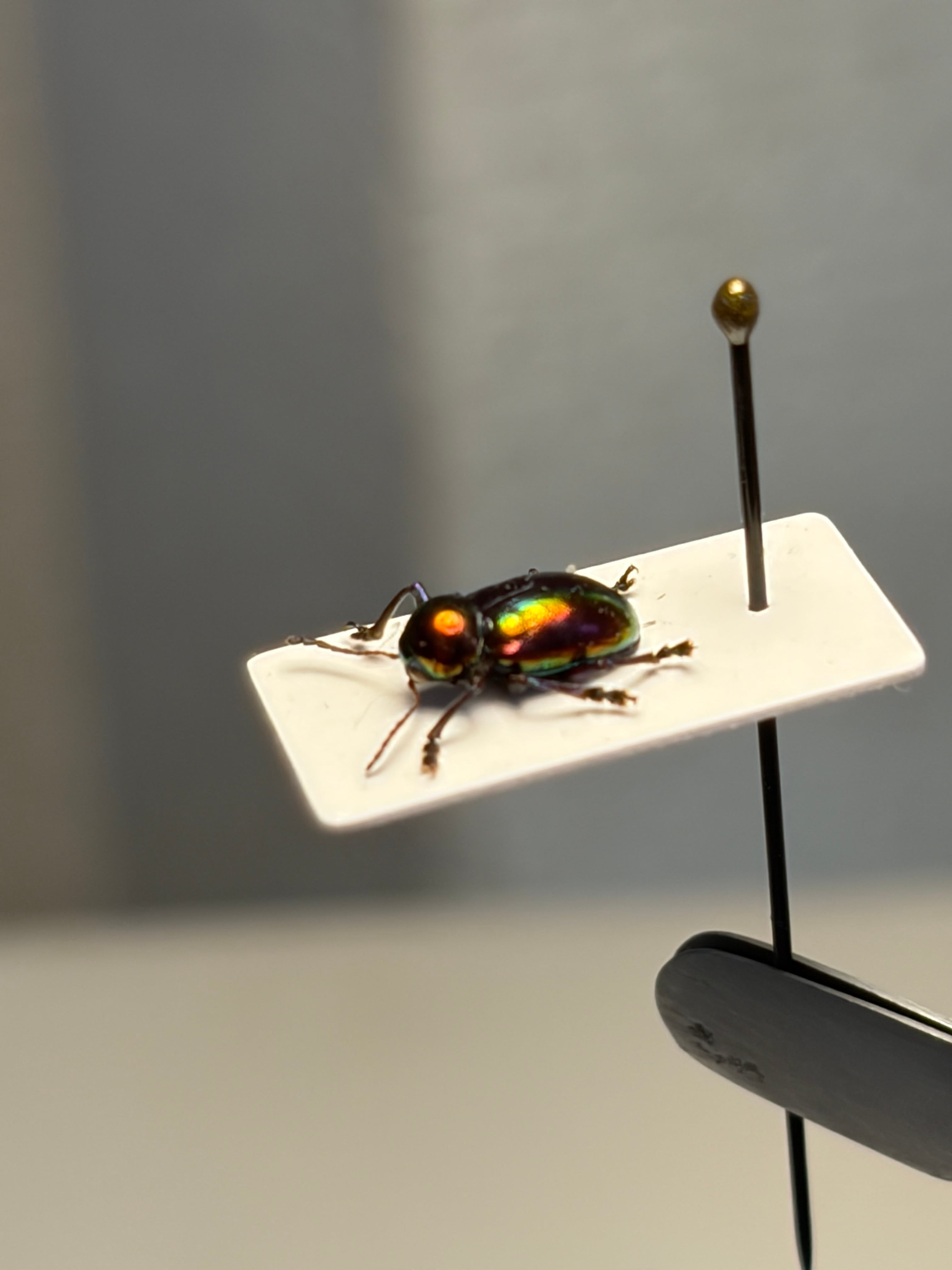 6mm】アカガネサルハムシに酷似のハムシの一種 標本 Acrothinium
