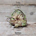 【送料無料】キセログラフィカ RED S〔エアプランツ〕現品発送T1183