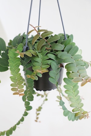 【M】マルクグラフィア ウンベラータ/Marcgravia umbellata