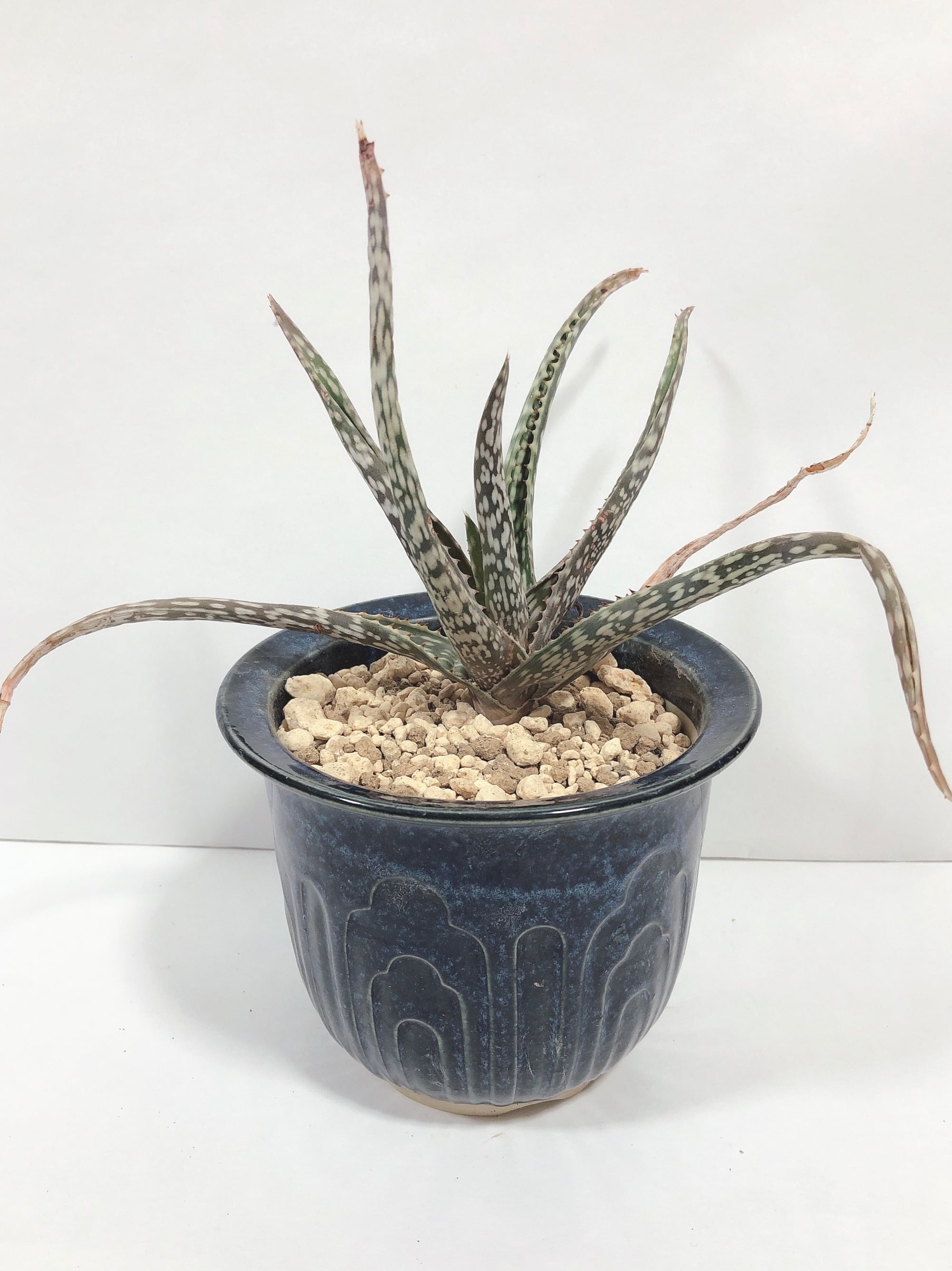 アロエ「TEMPURA」（テンプラ） Aloe hybrid アロエハイブリッド