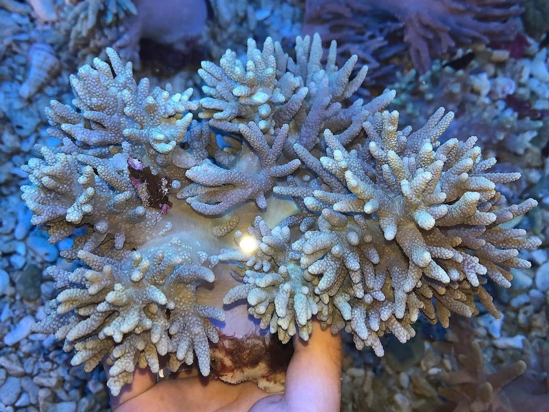 ヤナギカタトサカ Spaghetti Finger Leather Coral (Sinularia