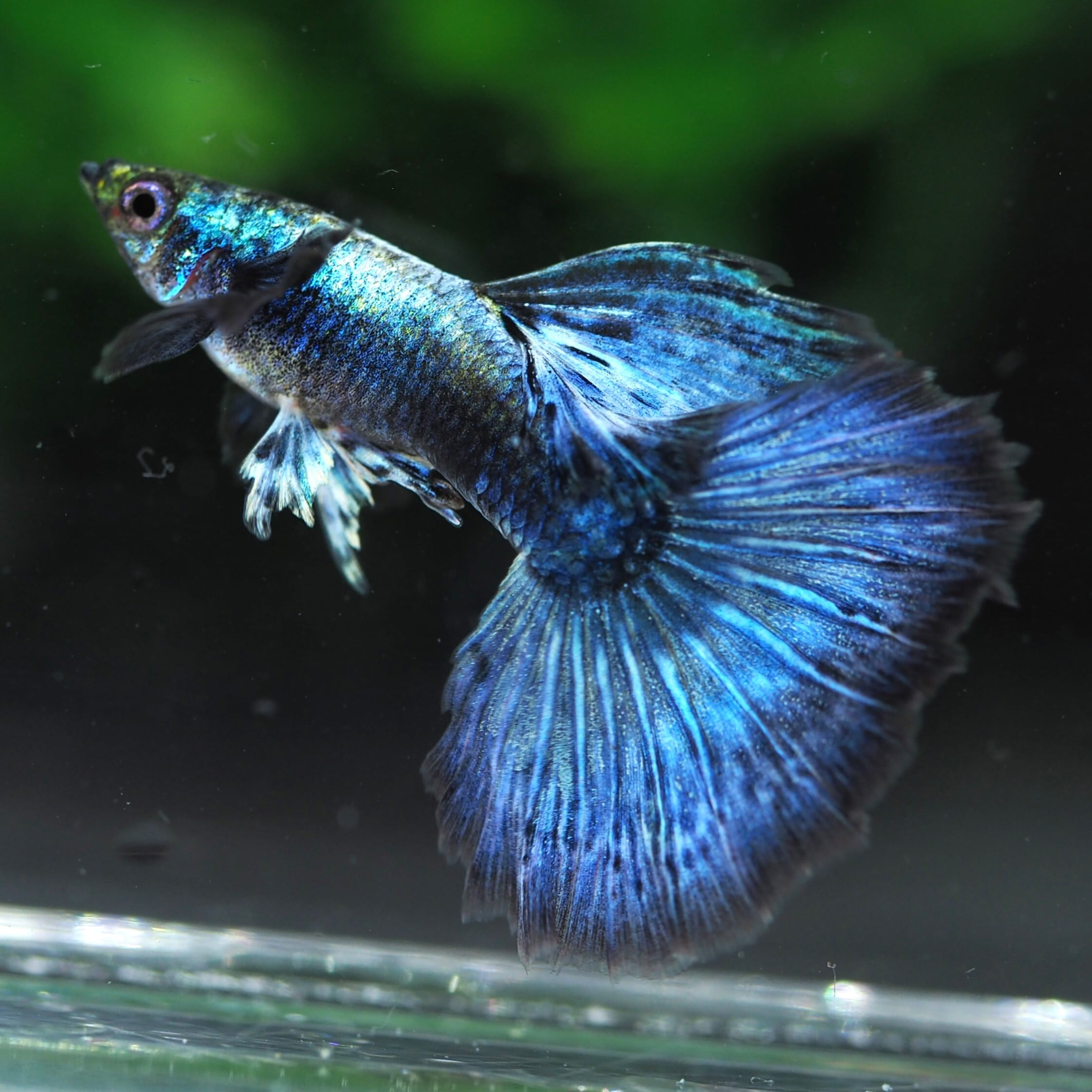 2＜water-flap＞タイ産　ブルードラゴン　ダンボ　ハイドーサル　2ペア 42＜water-flap＞タイ産グッピー ブルードラゴン ダンボ ハイドーサル5ペア