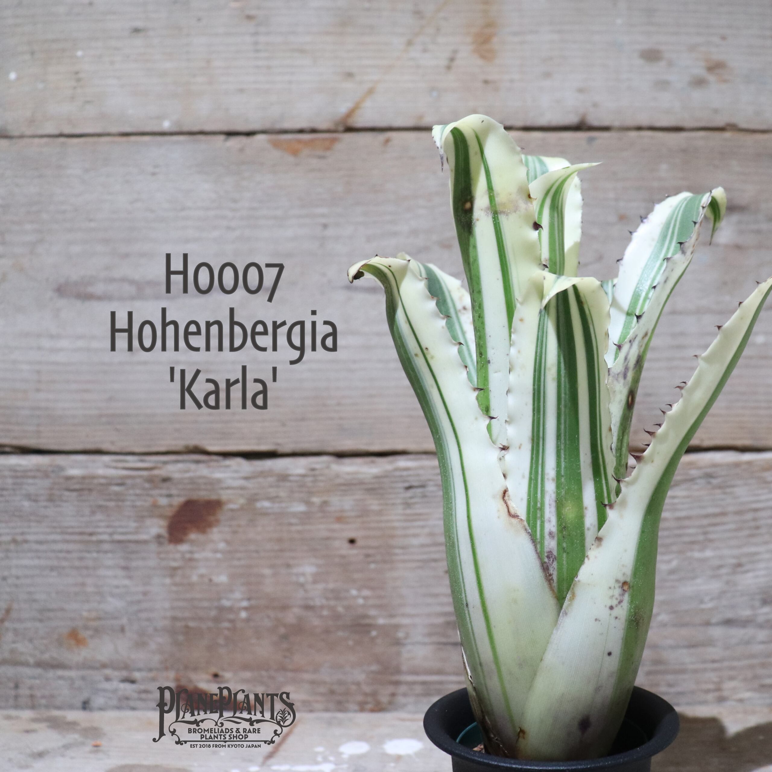 【送料無料】 Hohenbergia ‘Karla’〔ホヘンベルギア〕現品発送H0007