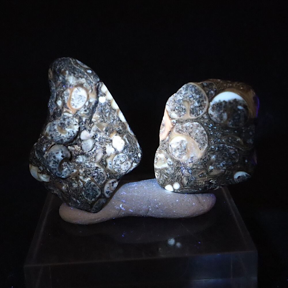 2ケ！ツリテラ アゲート 化石 巻貝 瑪瑙 原石 計 13.2g TRL0012鉱物