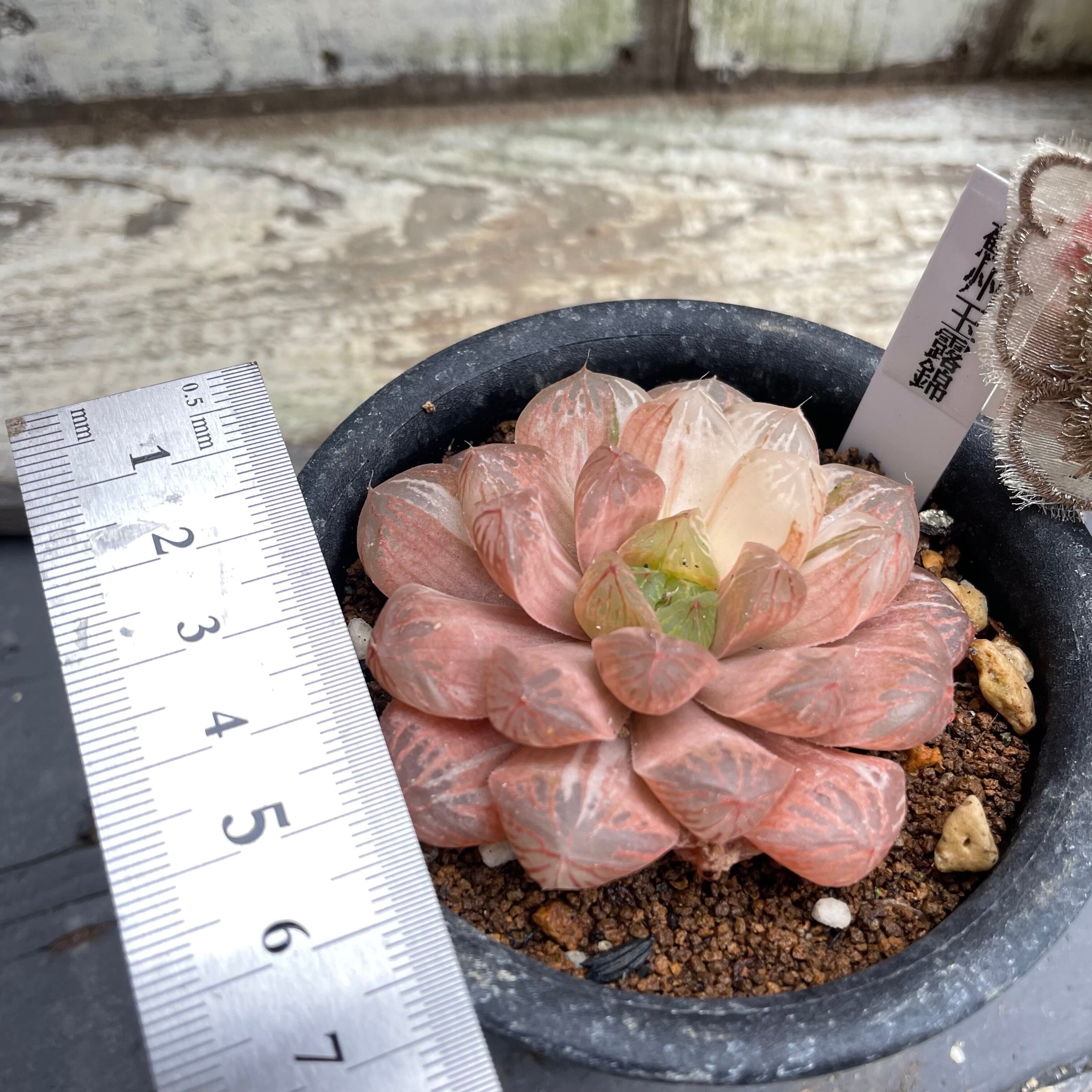 T)ハオルチア 蘇州玉露錦 | RuPo 多肉植物専門店
