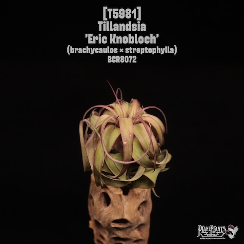 Tillandsia 'Eric Knobloch'〔ティランジア〕T5981