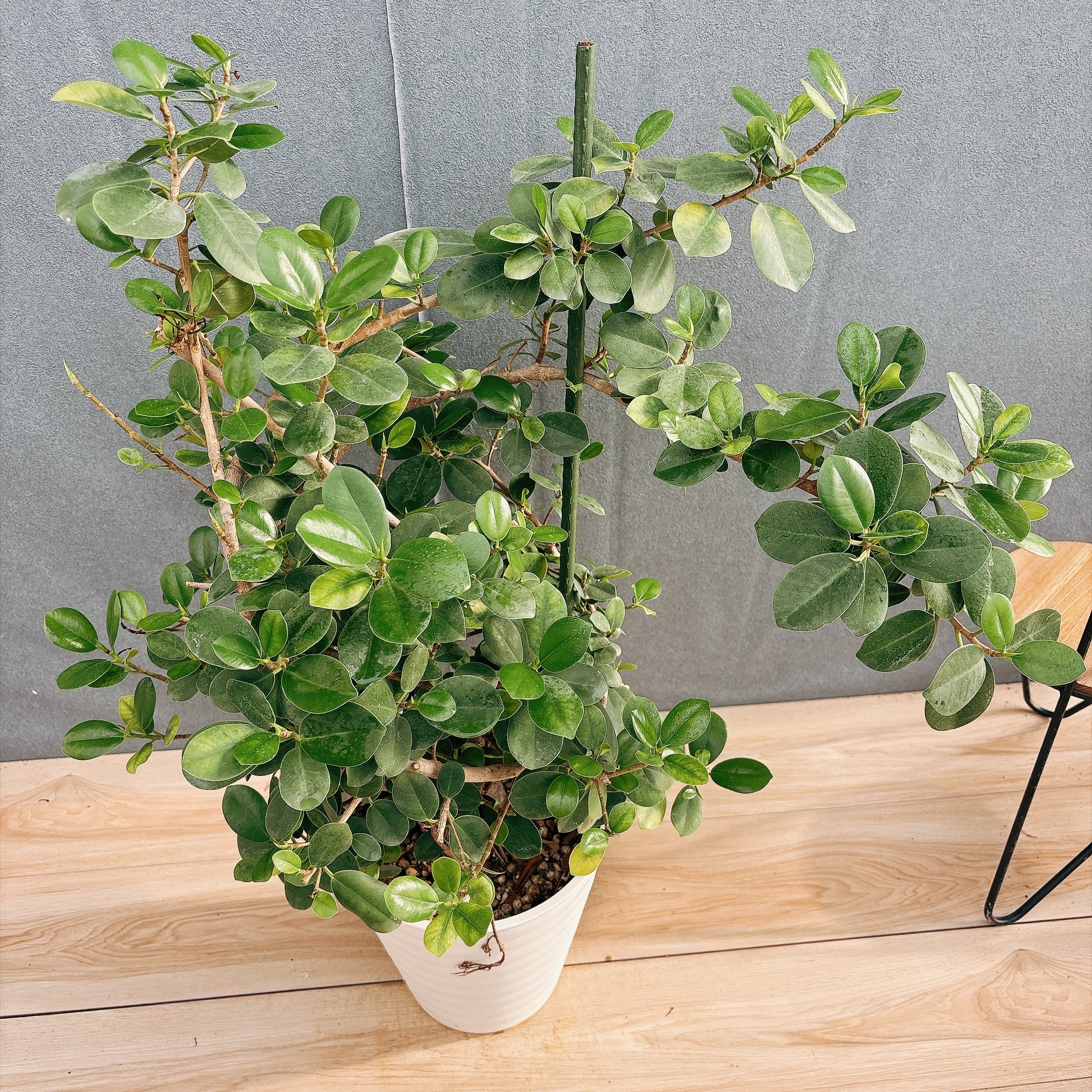 現品］【希少】A32 パンダガジュマル 盆栽仕立て 8号 観葉植物 室内