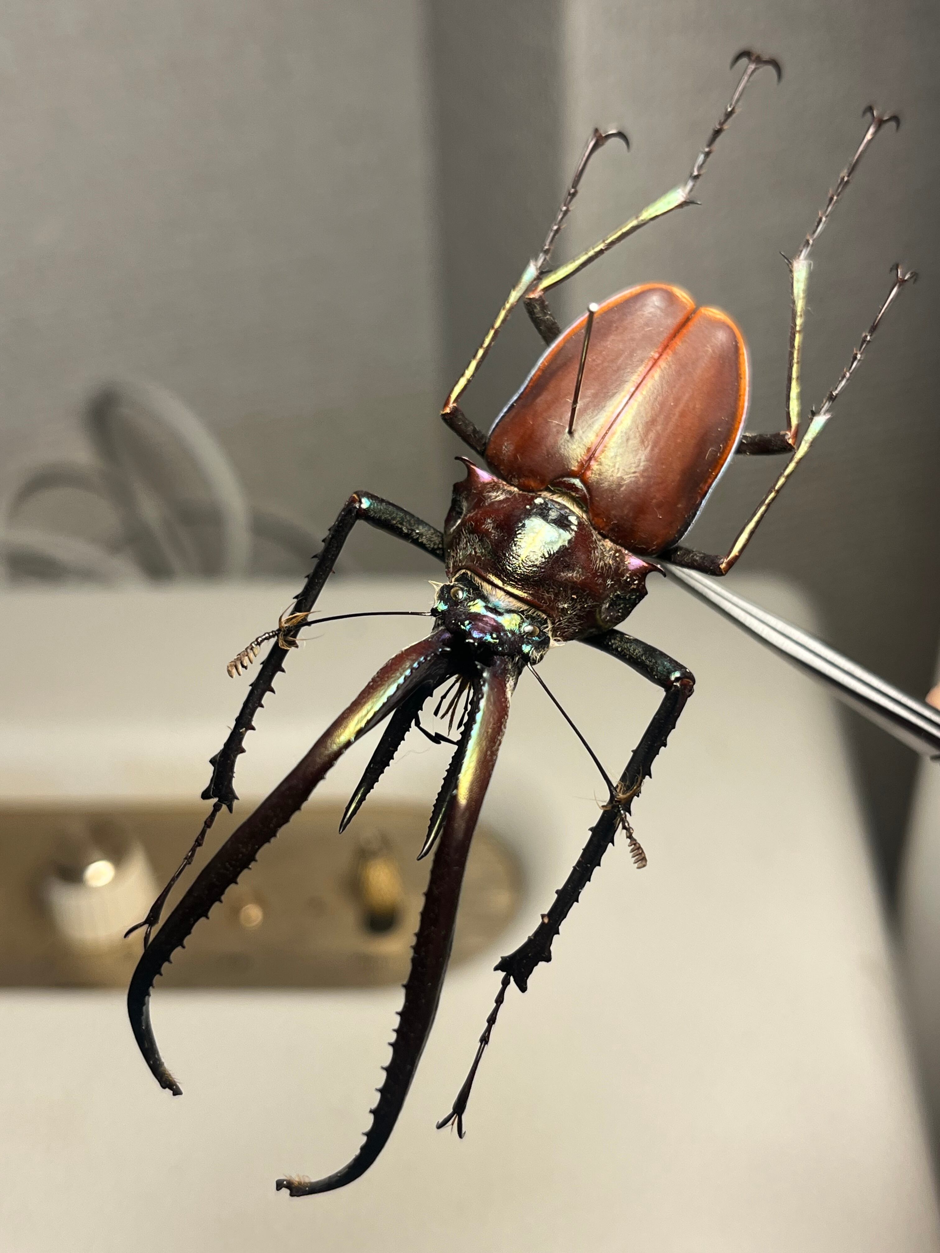 【75mm】チリクワガタ メタリフェルホソアカクワガタ Wild 昆虫標本 81mm】チリクワガタ メタリフェルホソアカクワガタ Wild 昆虫標本