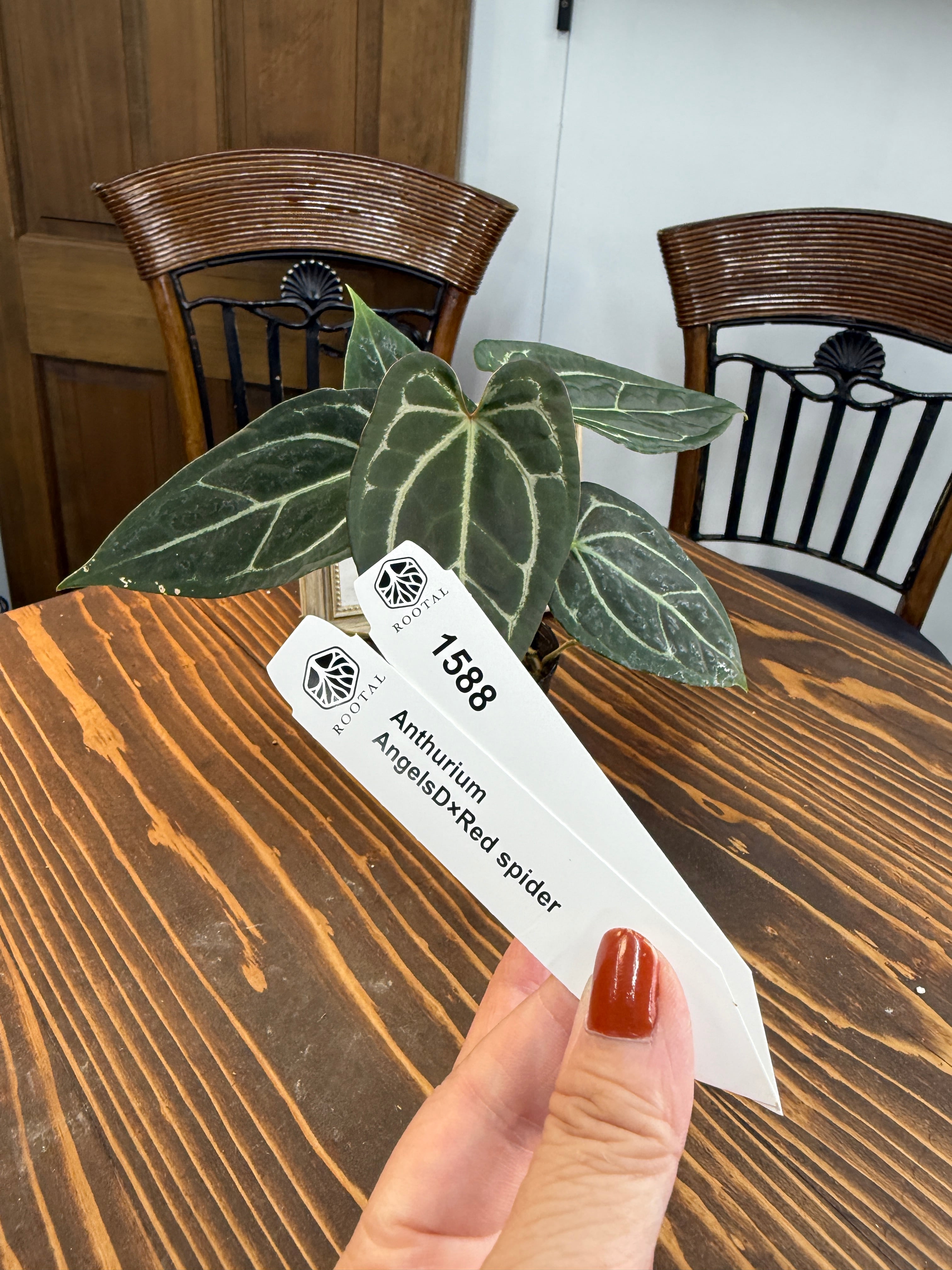 ★1588【赤緑×光脈】アンスリウム エンジェルスD×レッドスパイダー(2.5号プラ鉢)