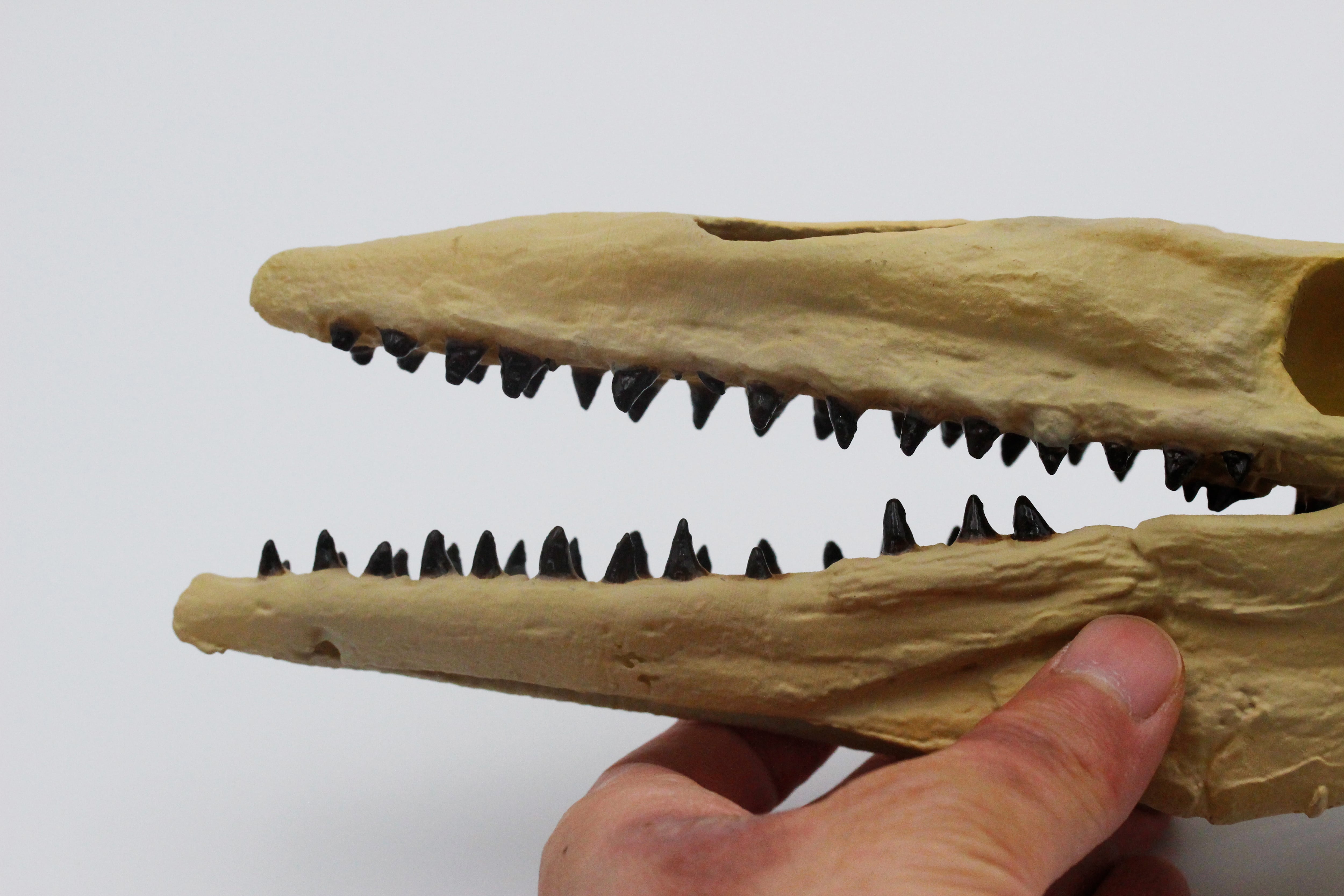 モロッコ モササウルス 頭骨 化石 インテリア 恐竜 古生物 /剥製