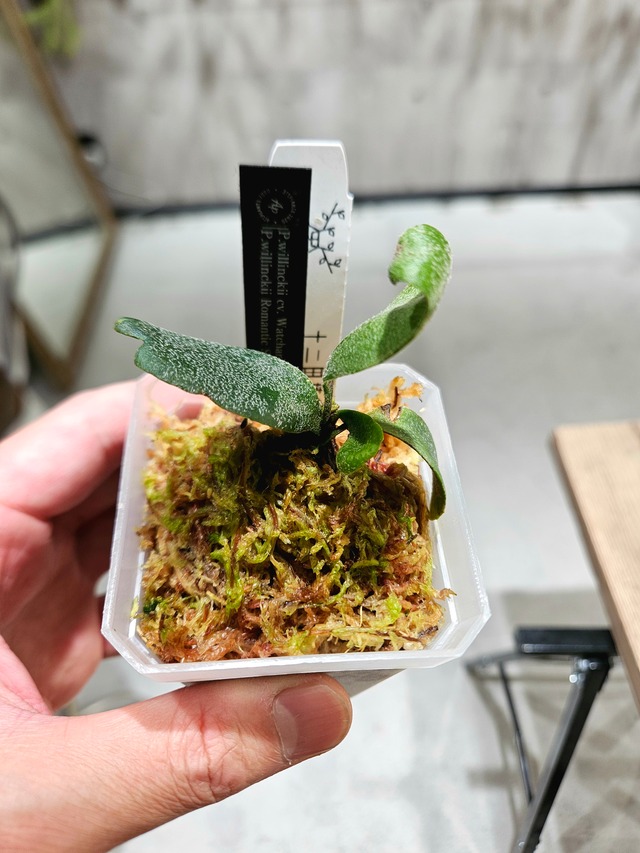 P.Fubuki, P.Ginka, P.Yellow moon【artPLANTs/PLANTS GARAGE】ビカクシダ/Platycerium